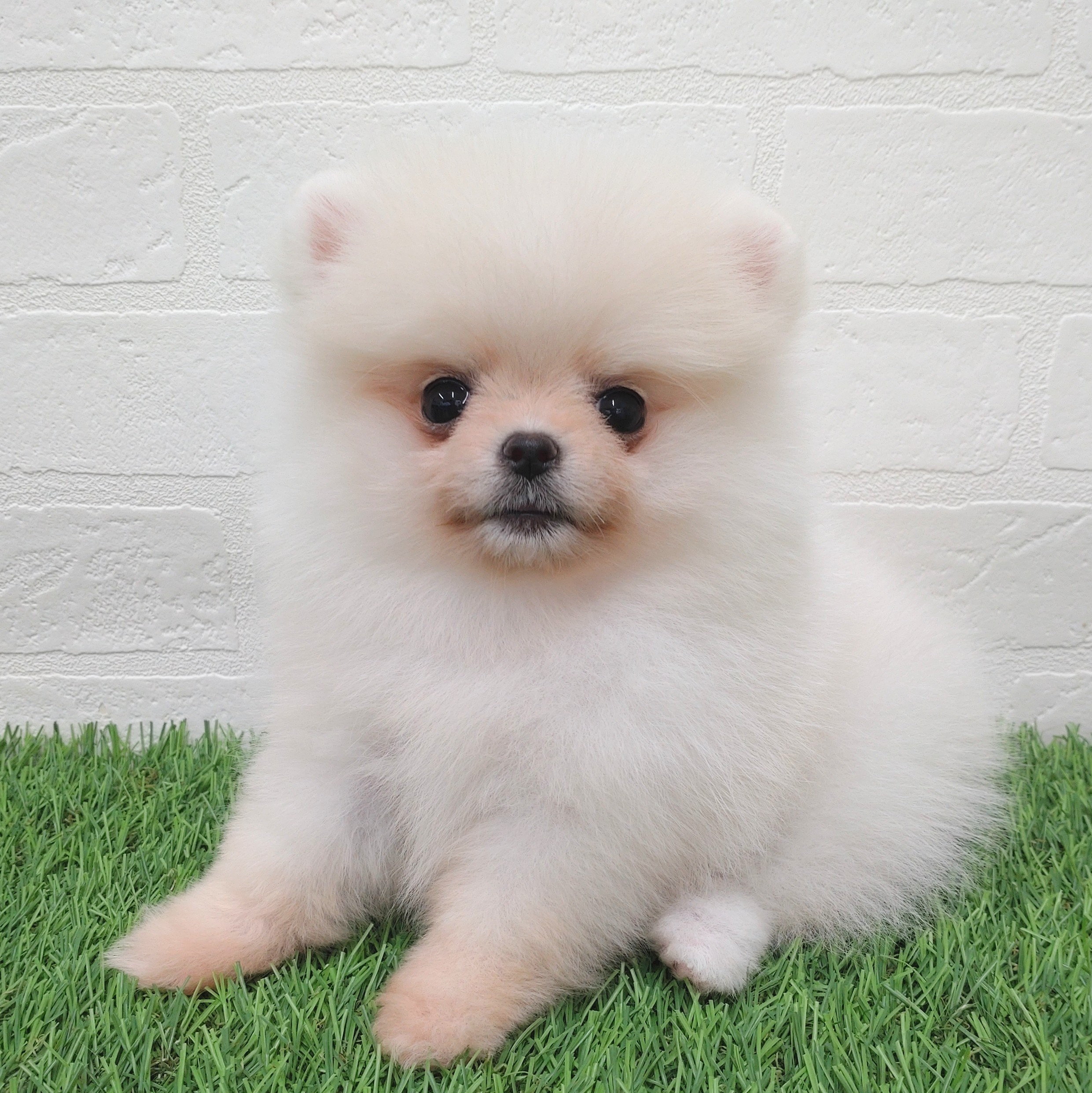 愛知県のポメラニアン (ワンニャンハウス津島店/2025年9月11日生まれ/女の子/クリーム)の子犬の2枚目の画像