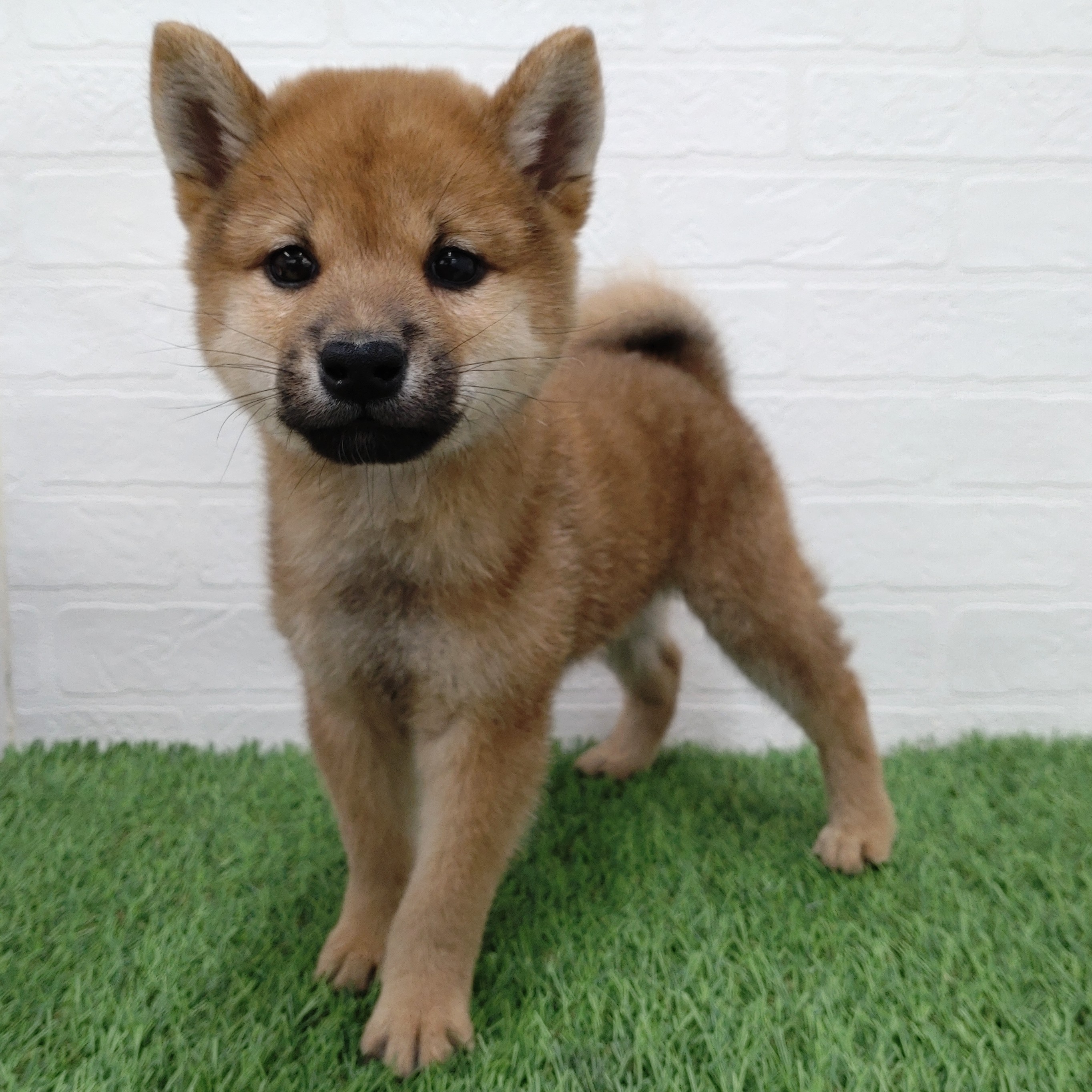 愛知県の柴犬(標準サイズ) (ワンニャンハウス津島店/2025年8月30日生まれ/男の子/赤)の子犬の3枚目の画像