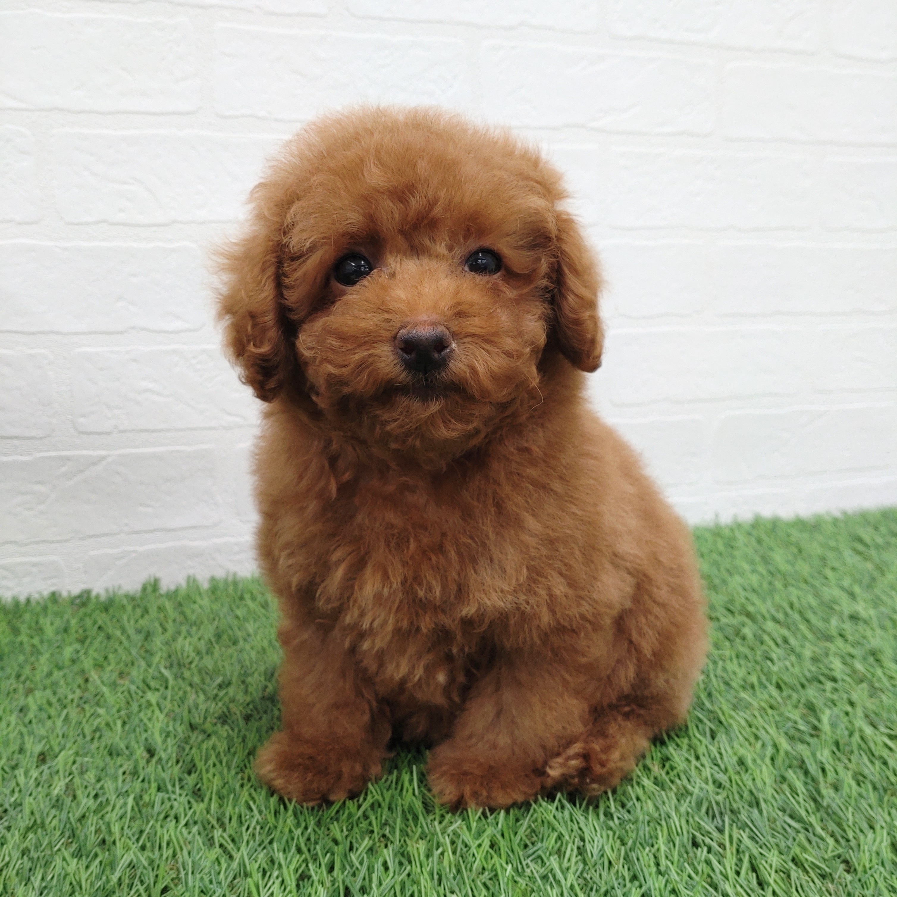 愛知県のトイプードル(トイ) (ワンニャンハウス津島店/2025年11月29日生まれ/女の子/レッド)の子犬の1枚目の画像