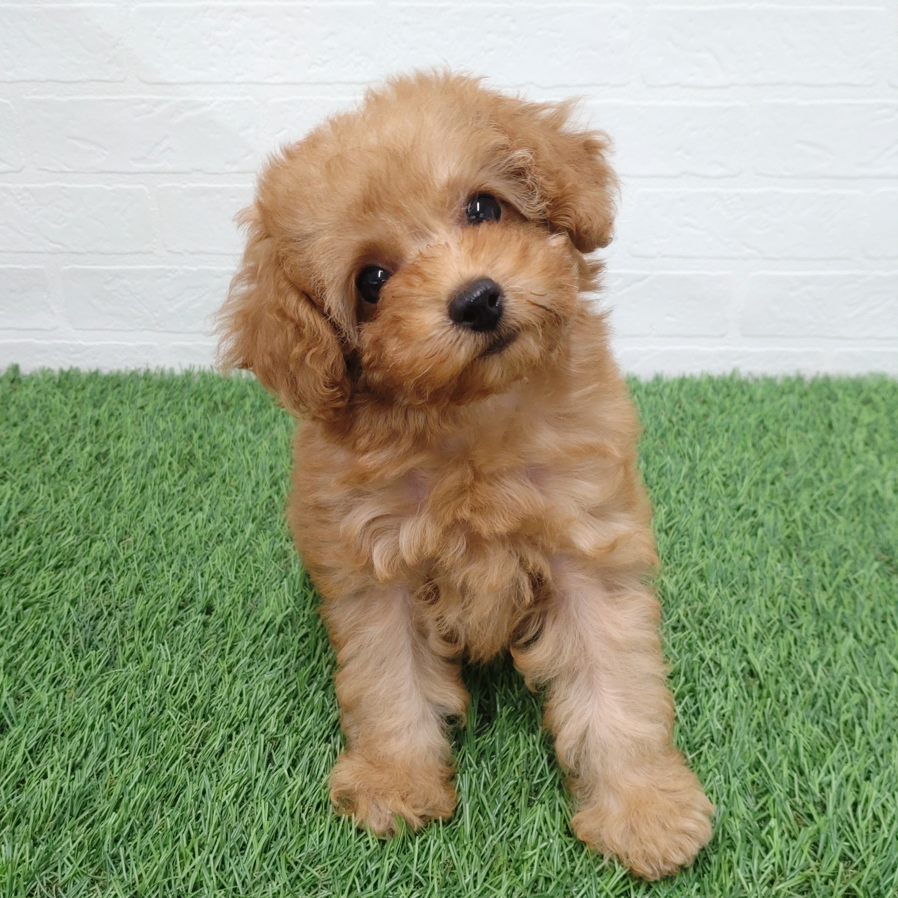 愛知県のトイプードル(トイ) (ワンニャンハウス津島店/2025年11月20日生まれ/女の子/アプリコット)の子犬の1枚目の画像