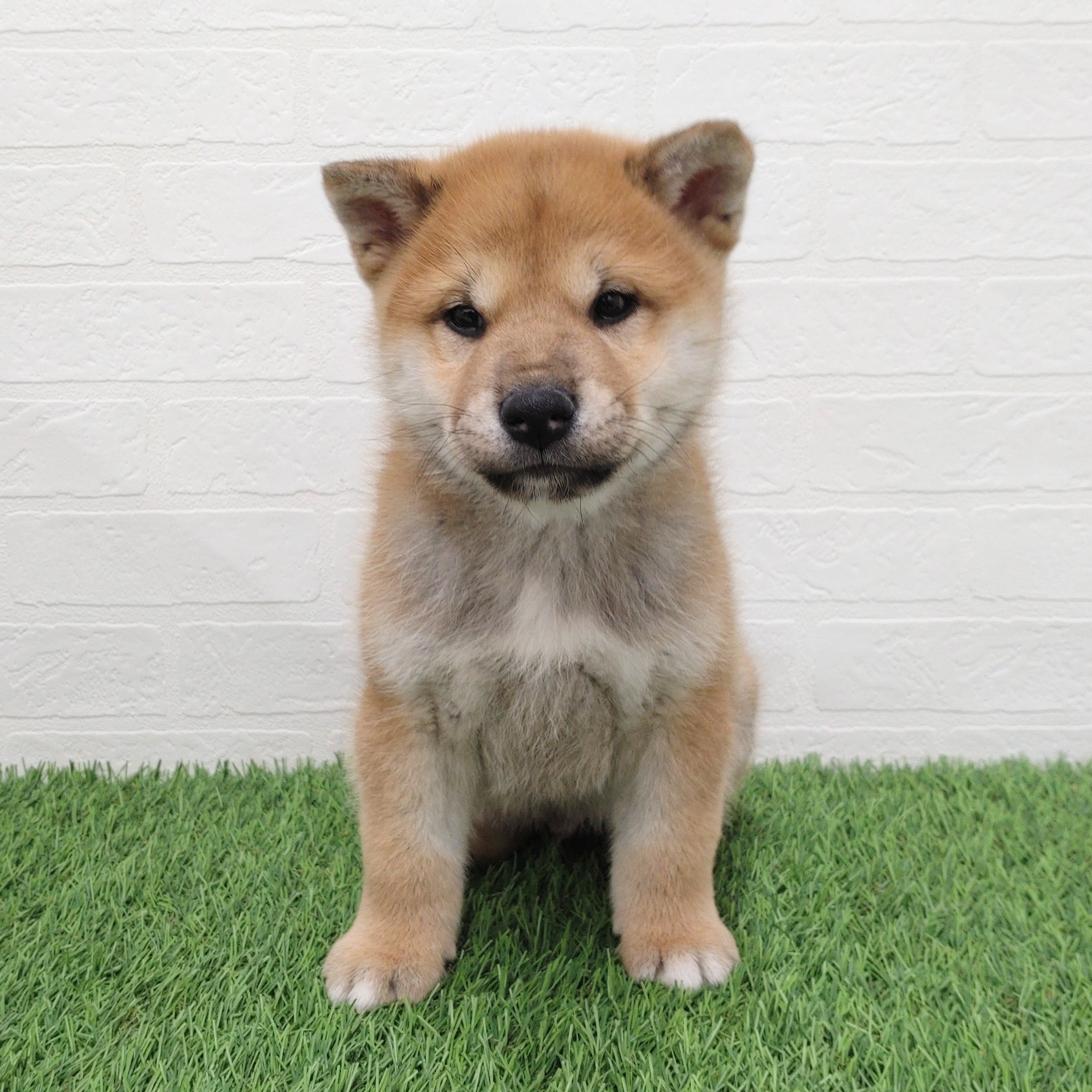 愛知県の柴犬(標準サイズ) (ワンニャンハウス津島店/2025年11月23日生まれ/男の子/赤)の子犬の1枚目の画像