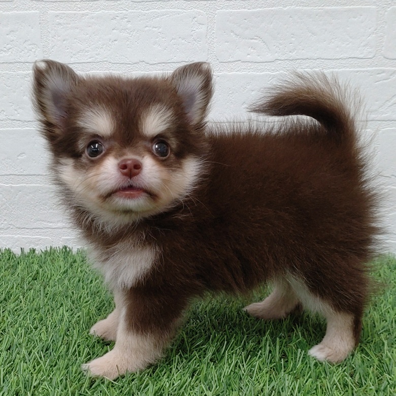 愛知県のハーフ犬・ミックス犬 (ワンニャンハウス津島店/2025年7月31日生まれ/女の子/チョコレートクリーム)の子犬の4枚目の画像