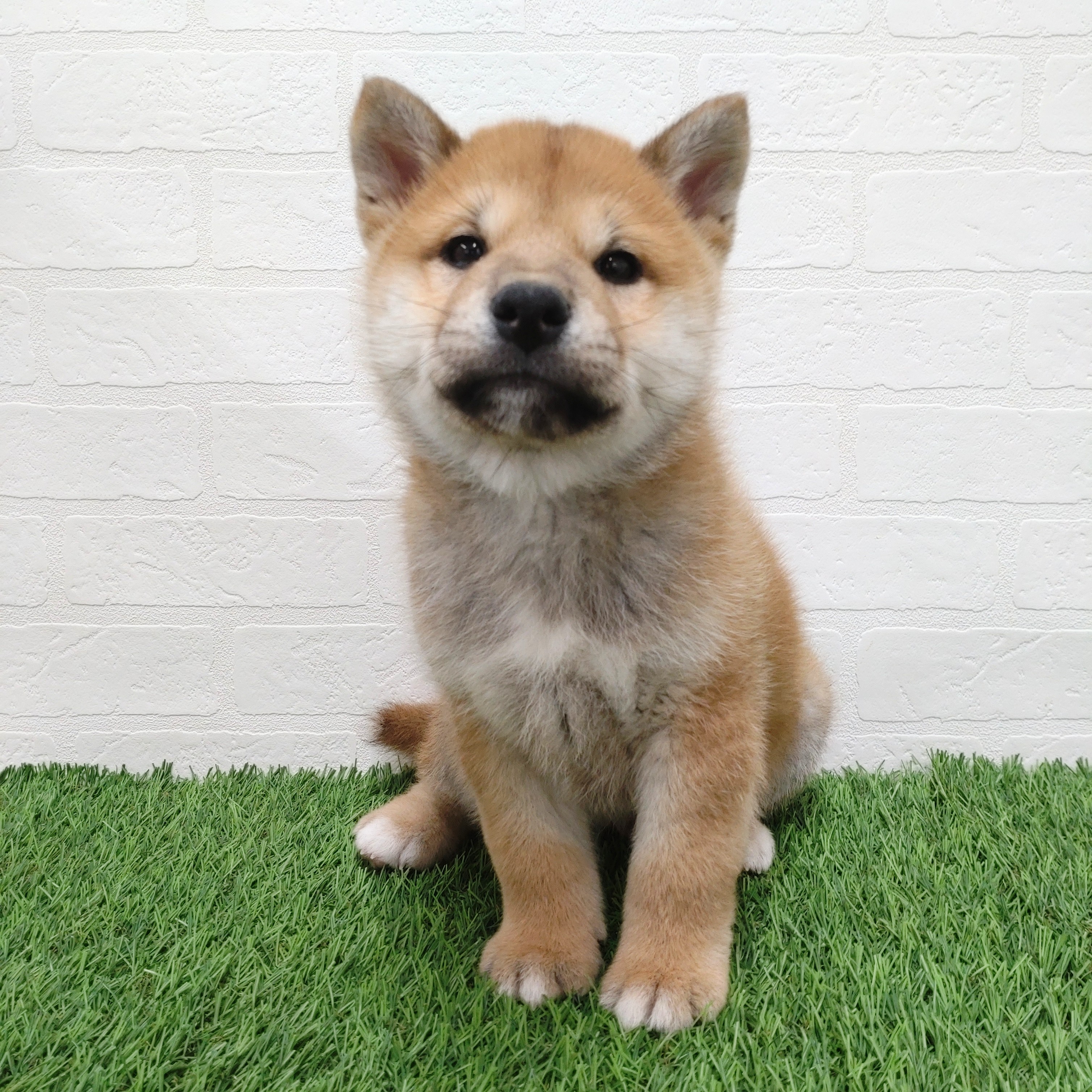 愛知県の柴犬(標準サイズ) (ワンニャンハウス津島店/2025年11月23日生まれ/男の子/赤)の子犬の3枚目の画像