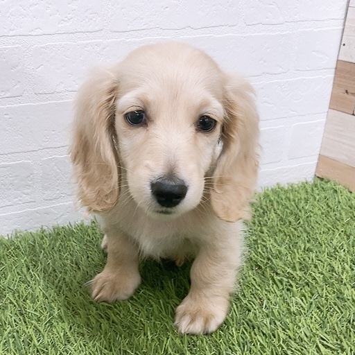 愛知県のミニチュアダックスフンド(ロング) (ワンニャンハウス津島店/2026年1月27日生まれ/男の子/イエロー)の子犬の1枚目の画像