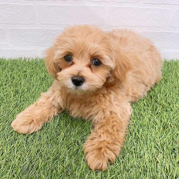 愛知県のマルプー(マルチーズ×プードル) (ワンニャンハウス津島店/2026年1月15日生まれ/男の子/アプリコット)の子犬の3枚目の画像