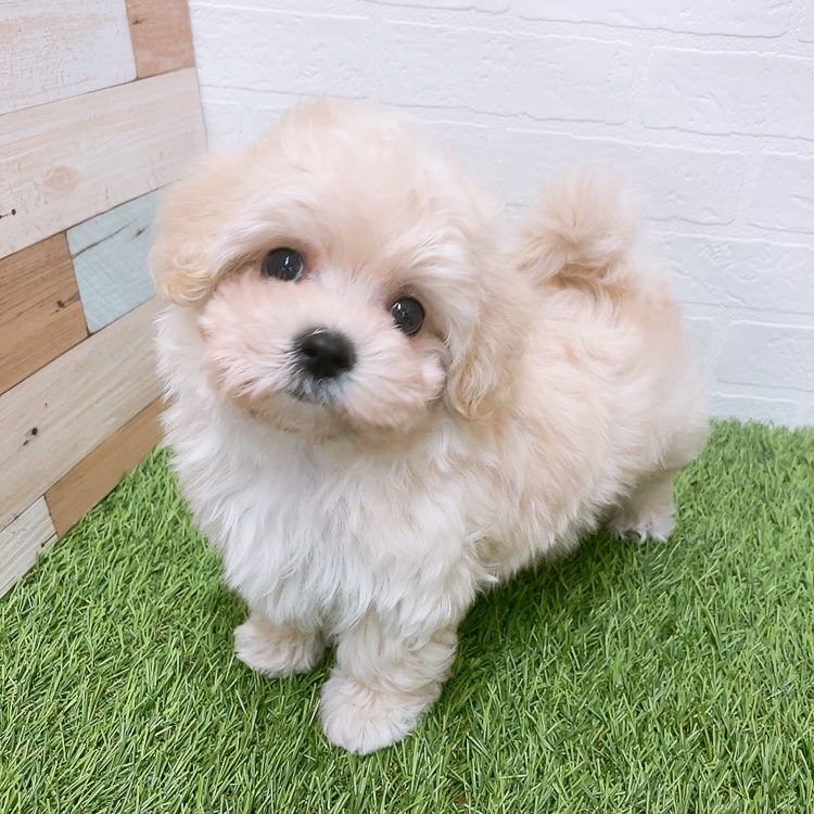 愛知県のハーフ犬・ミックス犬 (ワンニャンハウス津島店/2026年3月1日生まれ/男の子/クリーム)の子犬の1枚目の画像