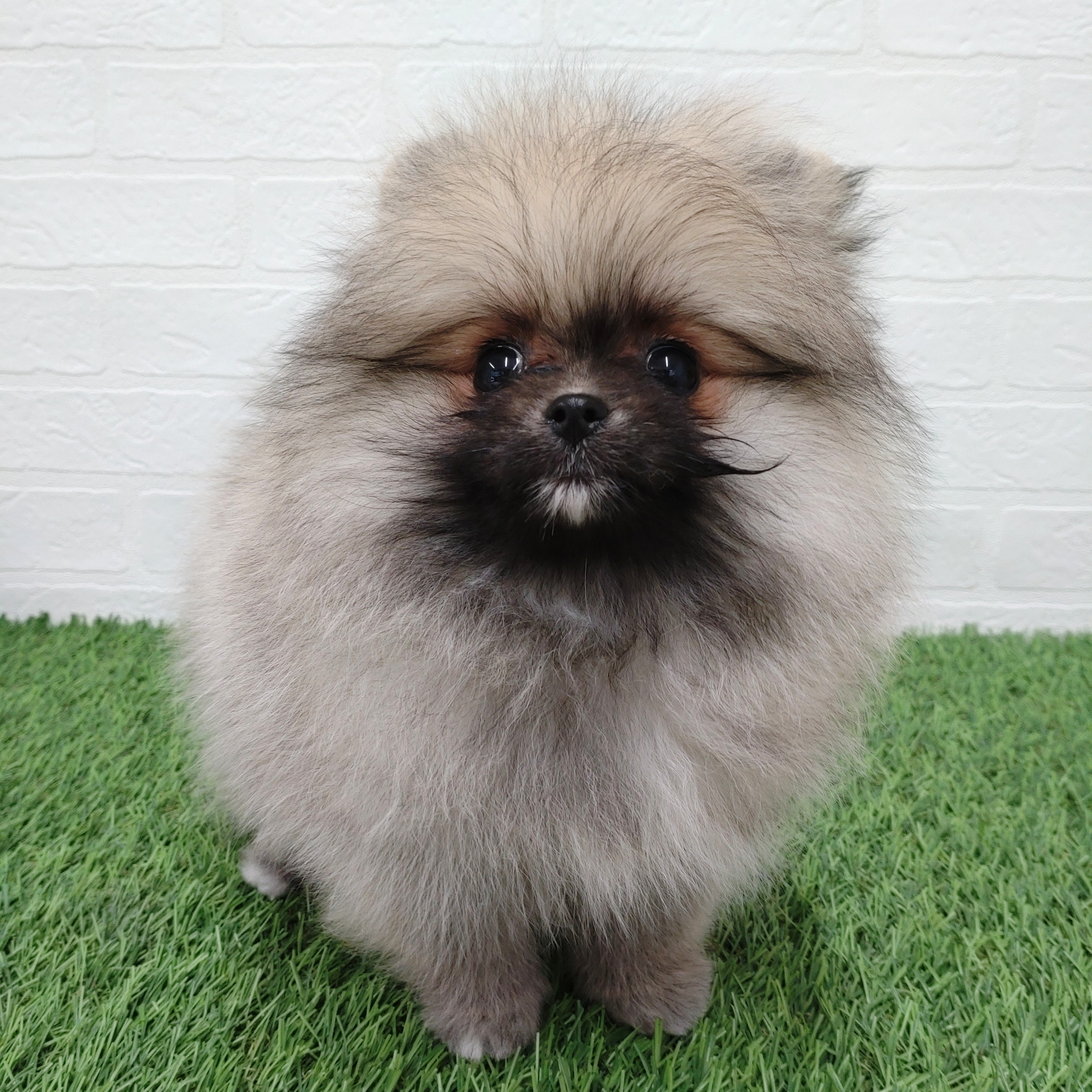 2025年12月23日生まれのポメラニアン