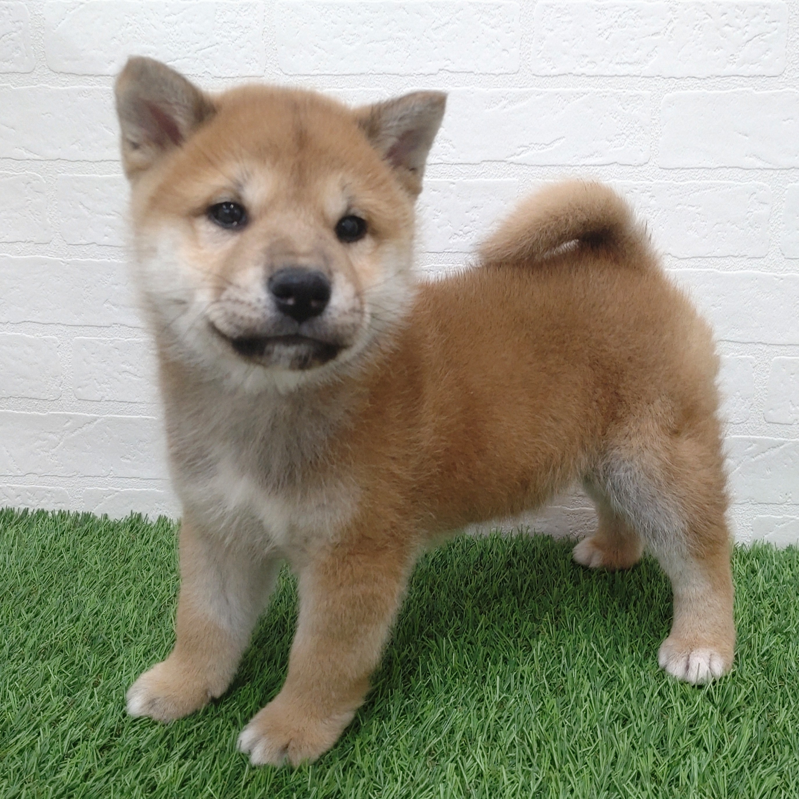 愛知県の柴犬(標準サイズ) (ワンニャンハウス津島店/2025年11月23日生まれ/男の子/赤)の子犬の2枚目の画像