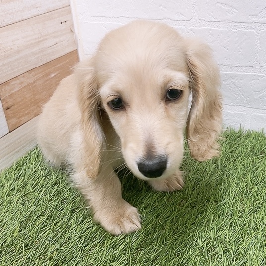 愛知県のミニチュアダックスフンド(ロング) (ワンニャンハウス津島店/2026年1月27日生まれ/男の子/イエロー)の子犬の2枚目の画像