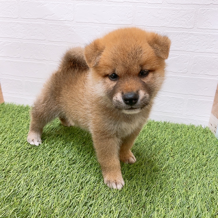 愛知県の柴犬(標準サイズ) (ワンニャンハウス津島店/2026年5月18日生まれ/男の子/赤)の子犬の3枚目の画像