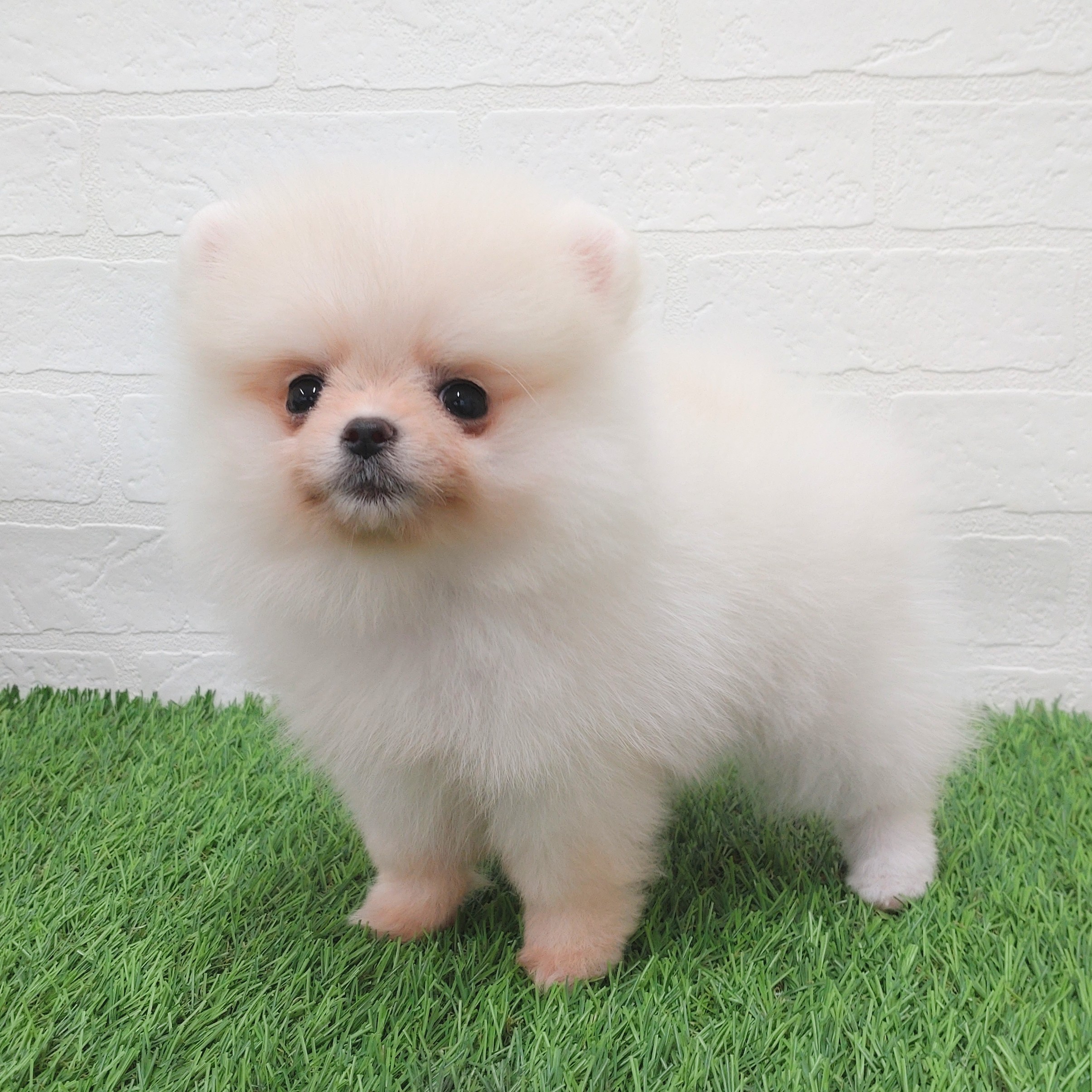 愛知県のポメラニアン (ワンニャンハウス津島店/2025年9月11日生まれ/女の子/クリーム)の子犬の3枚目の画像