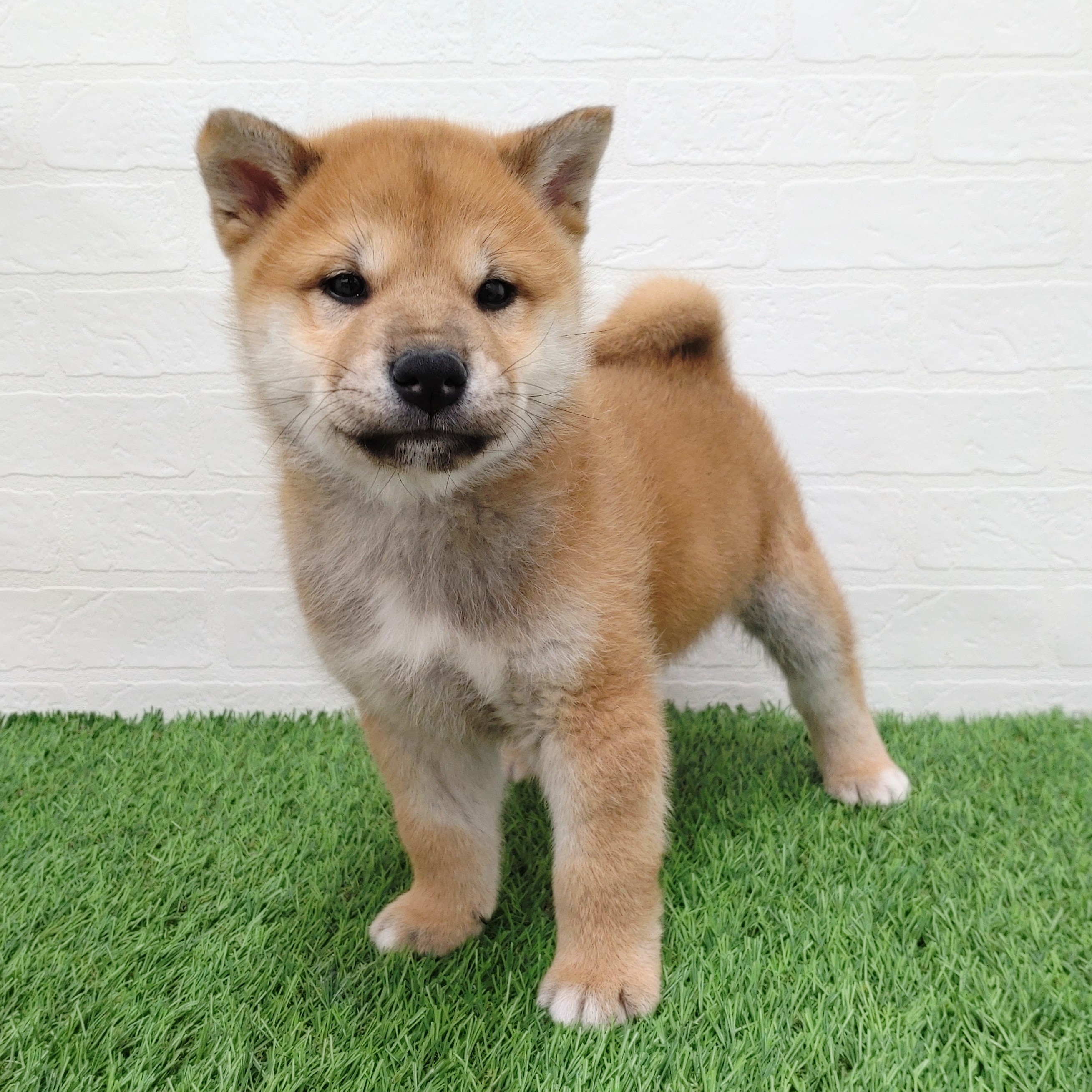 愛知県の柴犬(標準サイズ) (ワンニャンハウス津島店/2025年11月23日生まれ/男の子/赤)の子犬の4枚目の画像