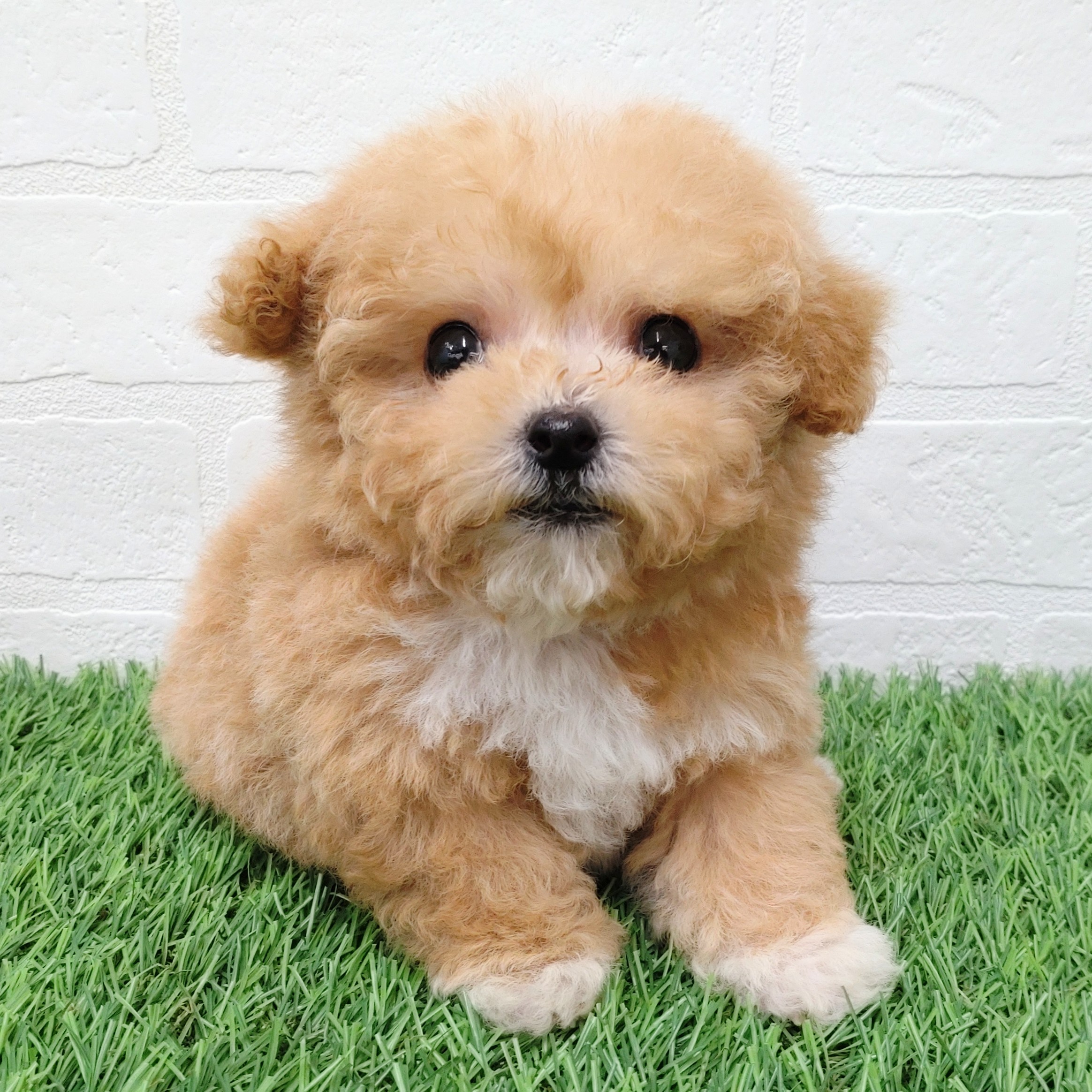 愛知県のビションプー(ビションフリーゼ×プードル) (ワンニャンハウス津島店/2025年11月15日生まれ/女の子/アプリコット)の子犬の1枚目の画像