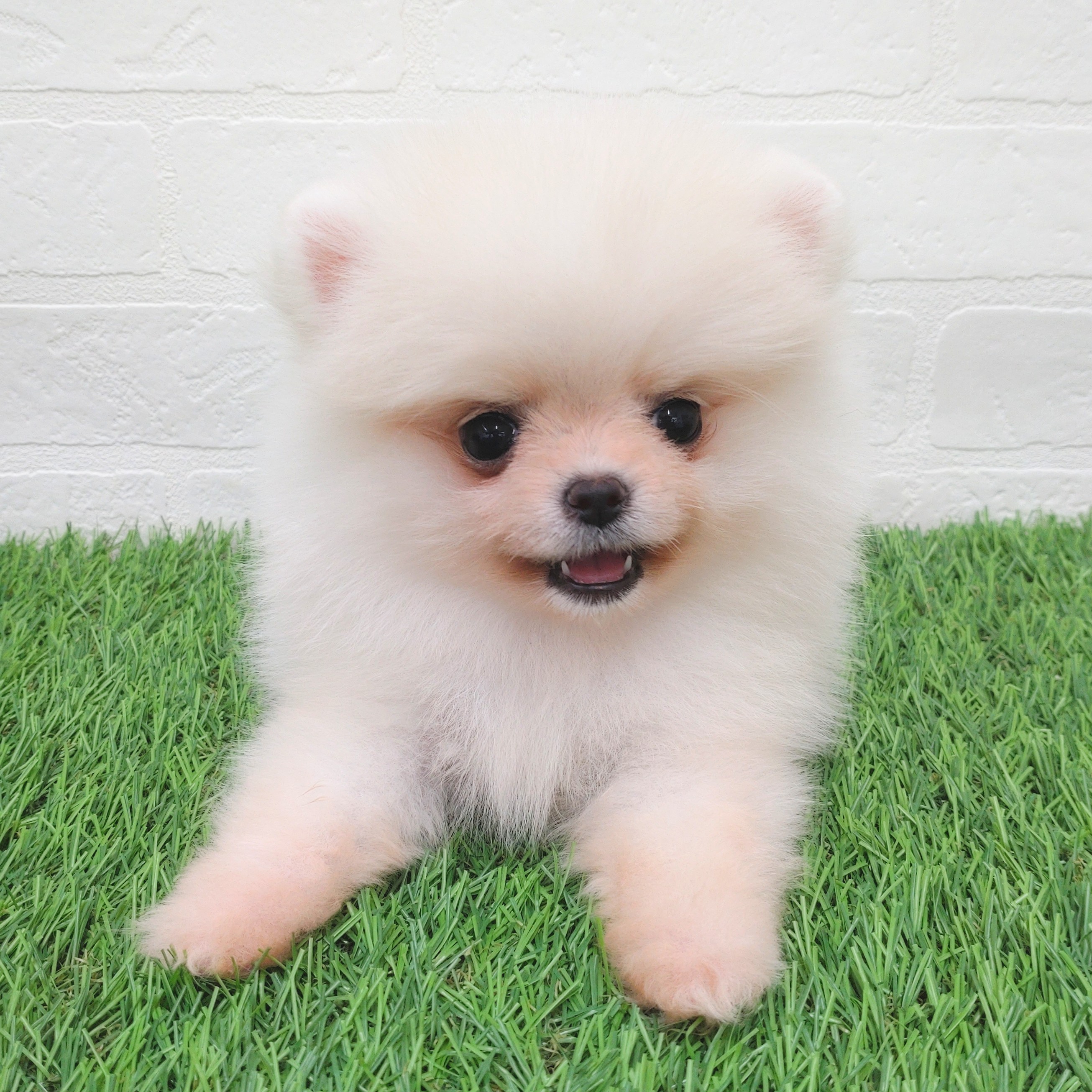 愛知県のポメラニアン (ワンニャンハウス津島店/2025年9月11日生まれ/女の子/クリーム)の子犬の4枚目の画像