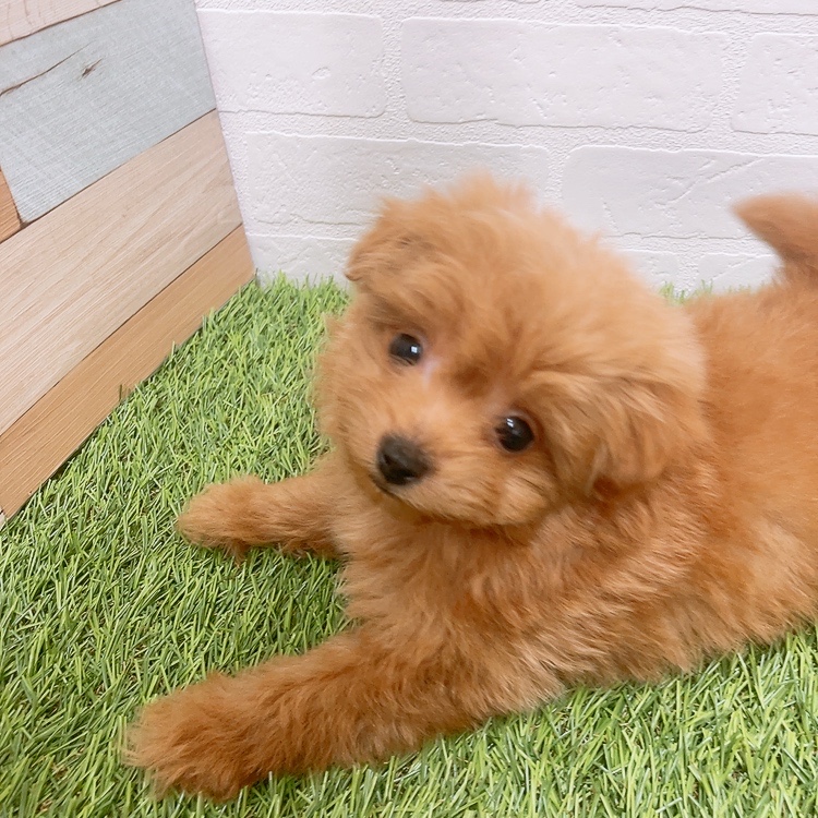 愛知県のハーフ犬・ミックス犬 (ワンニャンハウス津島店/2026年2月27日生まれ/男の子/レッド)の子犬の4枚目の画像