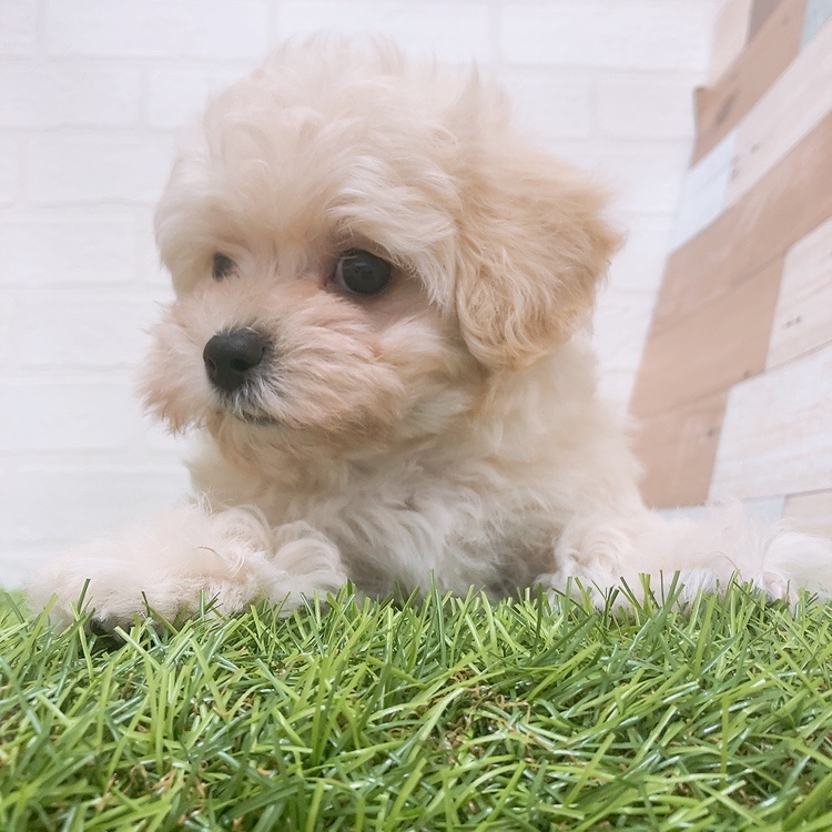 愛知県のハーフ犬・ミックス犬 (ワンニャンハウス津島店/2026年3月1日生まれ/男の子/クリーム)の子犬の3枚目の画像
