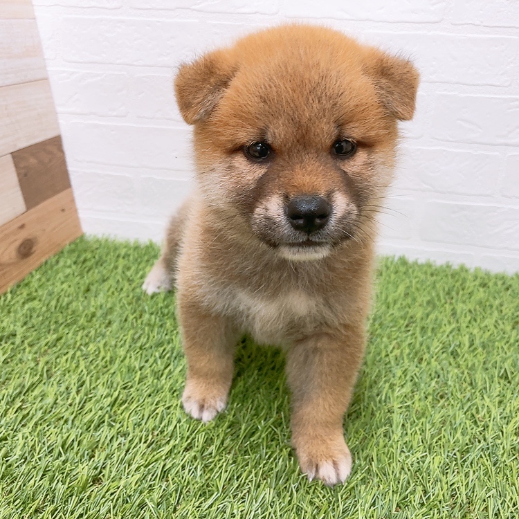 愛知県の柴犬(標準サイズ) (ワンニャンハウス津島店/2026年5月18日生まれ/男の子/赤)の子犬の2枚目の画像