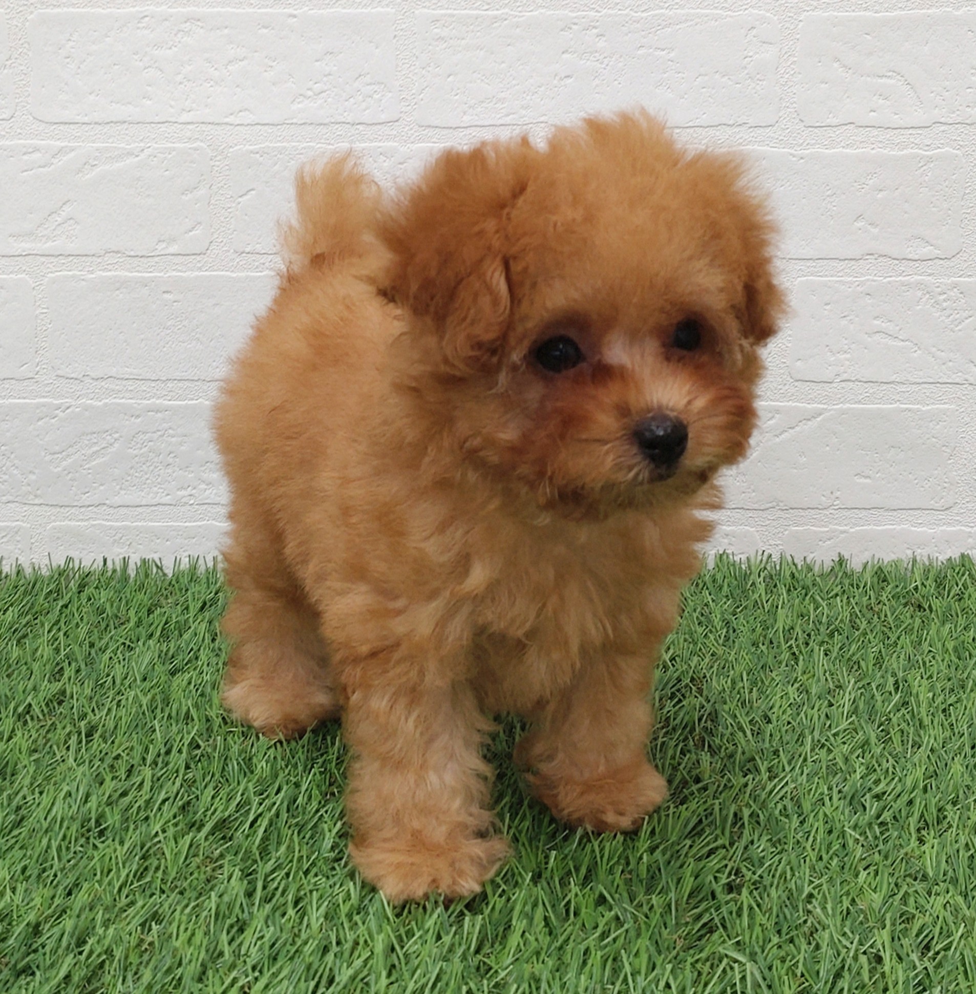 愛知県のトイプードル(トイ) (ワンニャンハウス津島店/2025年10月20日生まれ/男の子/アプリコット)の子犬の4枚目の画像