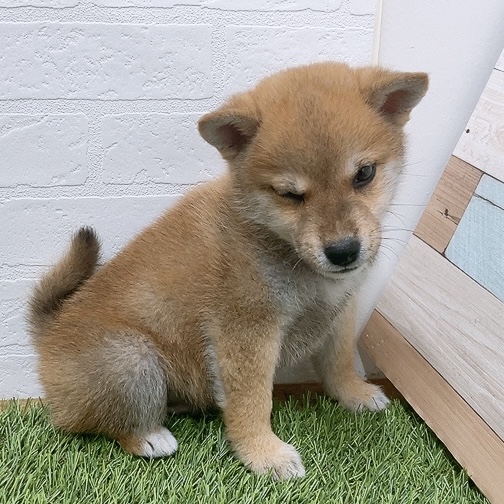 愛知県の柴犬(標準サイズ) (ワンニャンハウス津島店/2026年4月9日生まれ/男の子/赤)の子犬の3枚目の画像