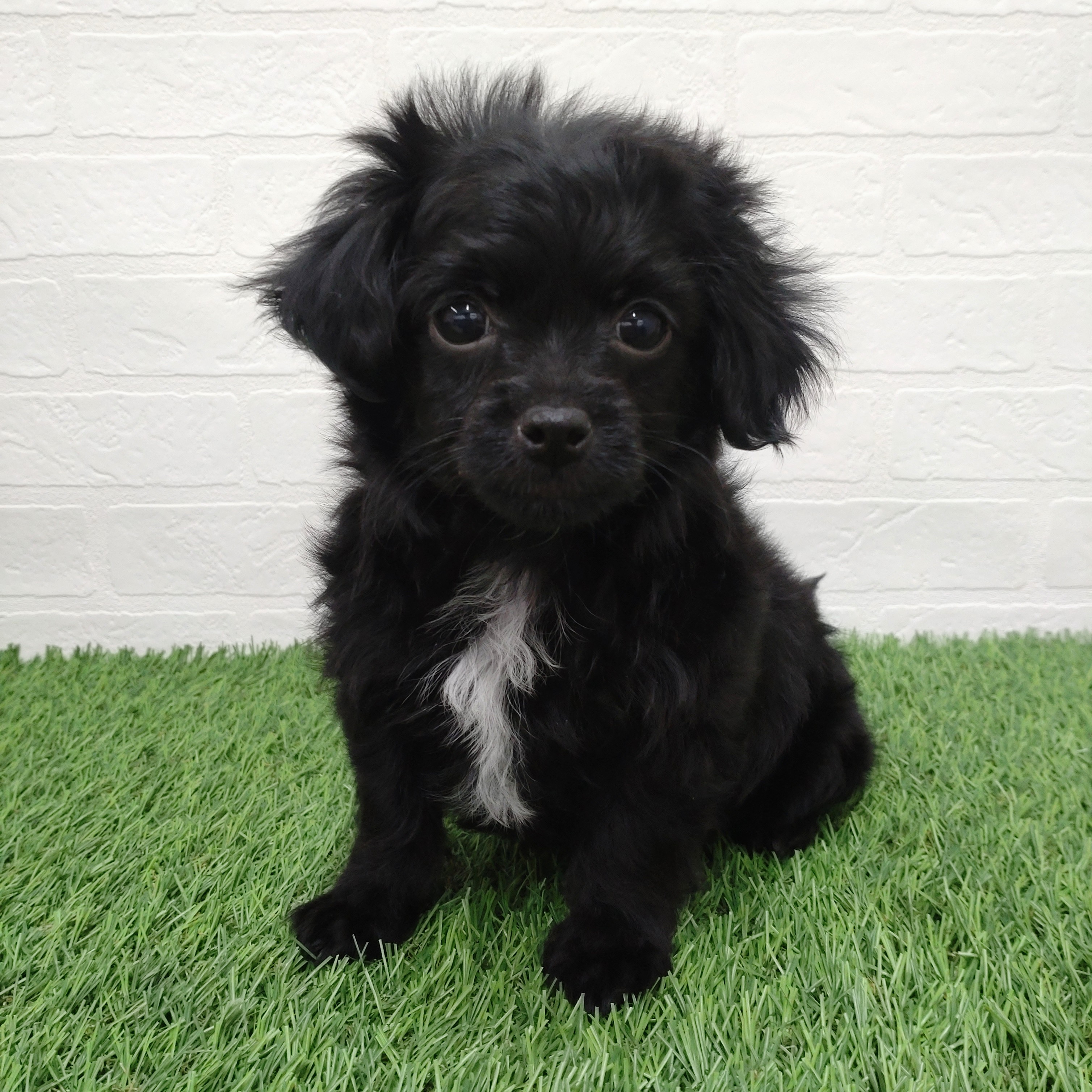愛知県のチワプー/プーチー(チワワ×プードル) (ワンニャンハウス津島店/2025年12月13日生まれ/男の子/ブラックホワイト)の子犬の1枚目の画像