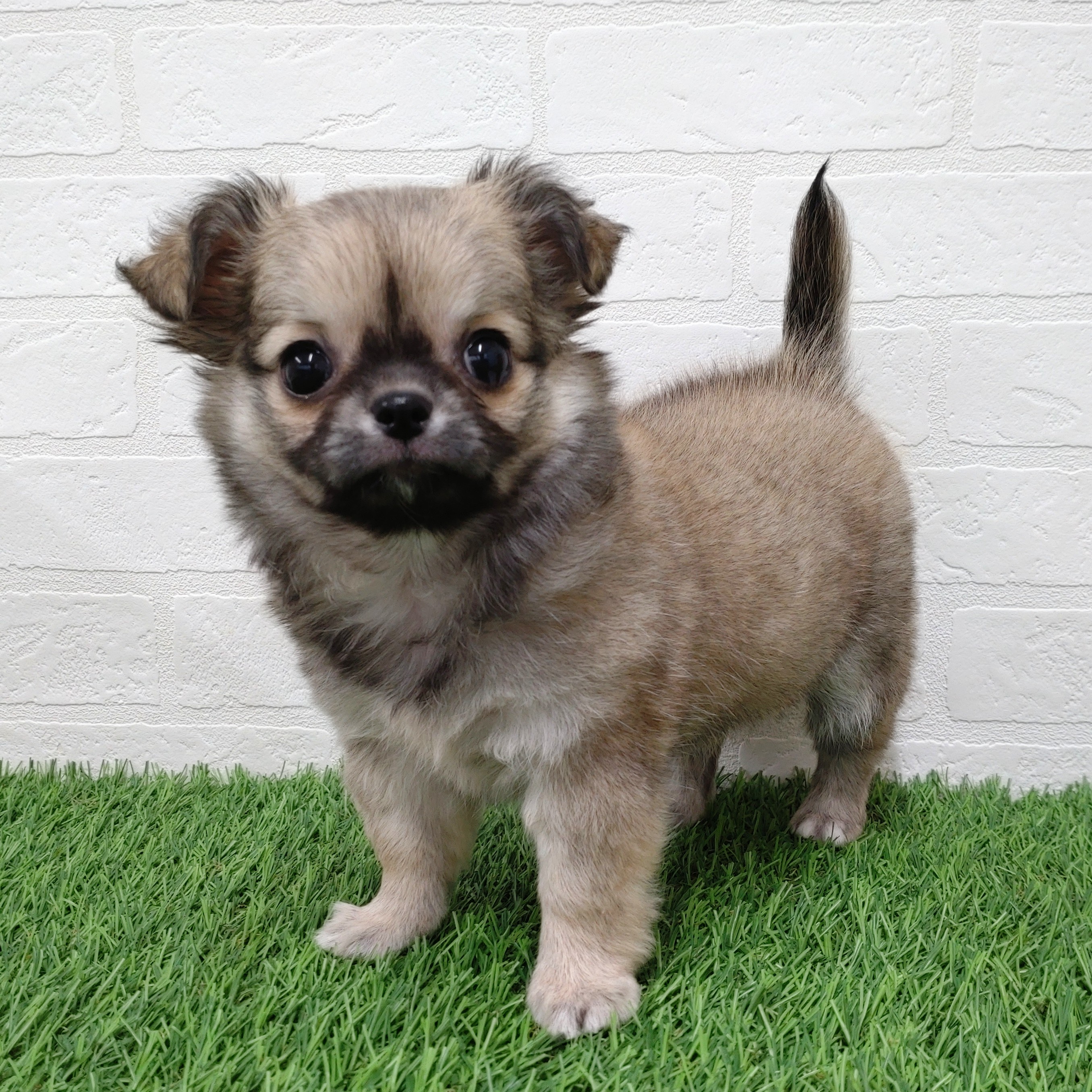 愛知県のチワワ(ロング) (ワンニャンハウス津島店/2025年10月20日生まれ/女の子/フォーン)の子犬の2枚目の画像