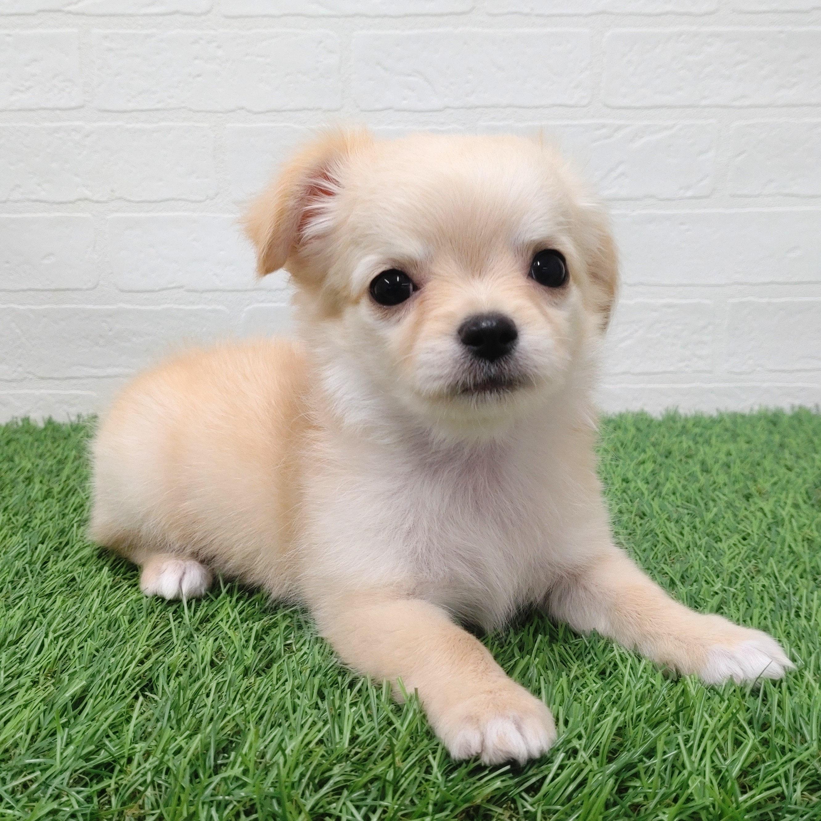 愛知県のチワワ(ロング) (ワンニャンハウス津島店/2025年11月2日生まれ/男の子/クリーム)の子犬の2枚目の画像