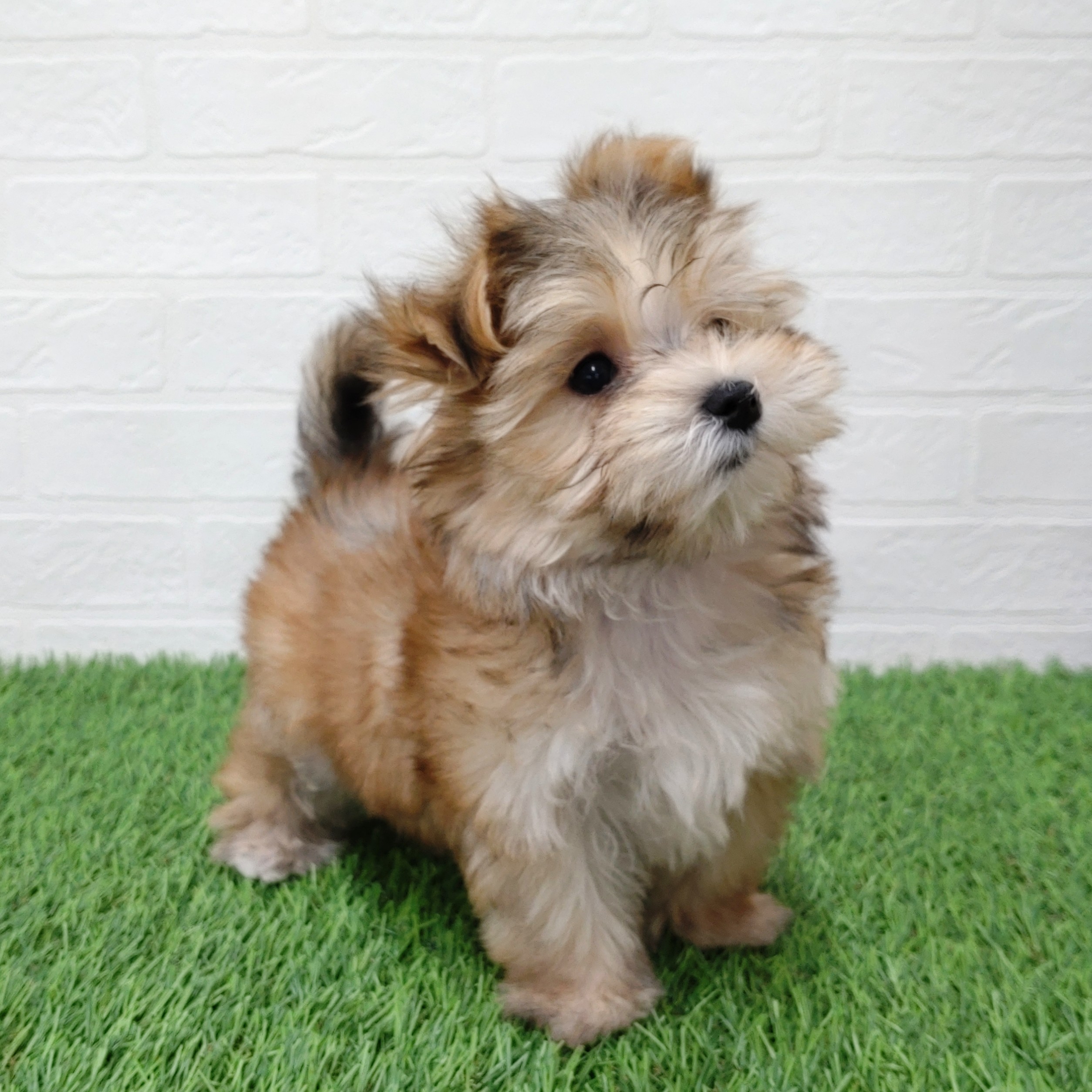 愛知県のマルキー/マルヨーキー(マルチーズ×ヨークシャーテリア) (ワンニャンハウス津島店/2025年10月26日生まれ/女の子/セーブル)の子犬の3枚目の画像