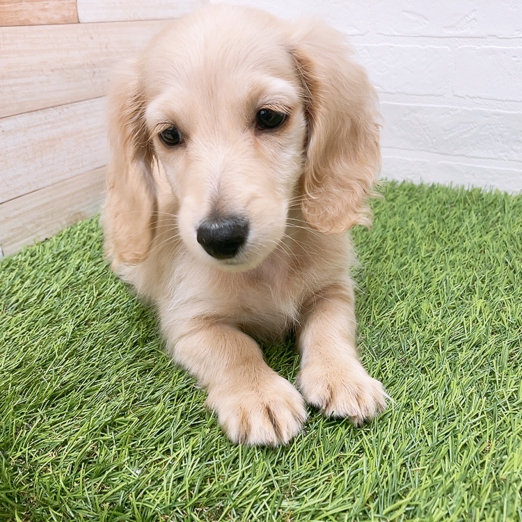 愛知県のミニチュアダックスフンド(ロング) (ワンニャンハウス津島店/2026年1月27日生まれ/男の子/イエロー)の子犬の3枚目の画像