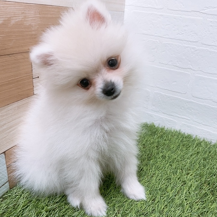 愛知県のポメラニアン (ワンニャンハウス津島店/2026年3月5日生まれ/女の子/クリーム)の子犬の2枚目の画像