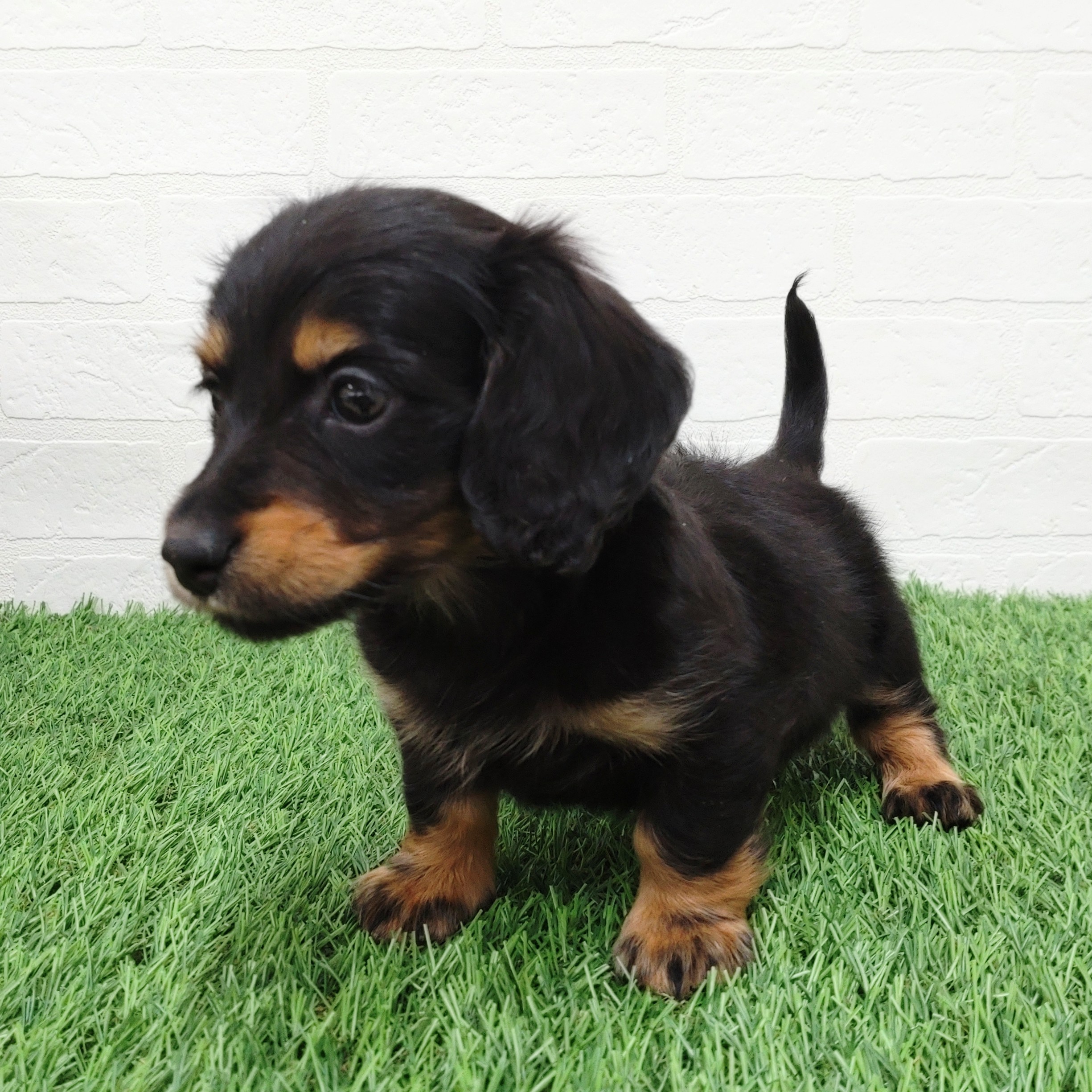 愛知県のミニチュアダックスフンド(ロング) (ワンニャンハウス津島店/2025年11月23日生まれ/女の子/ブラックタン)の子犬の4枚目の画像