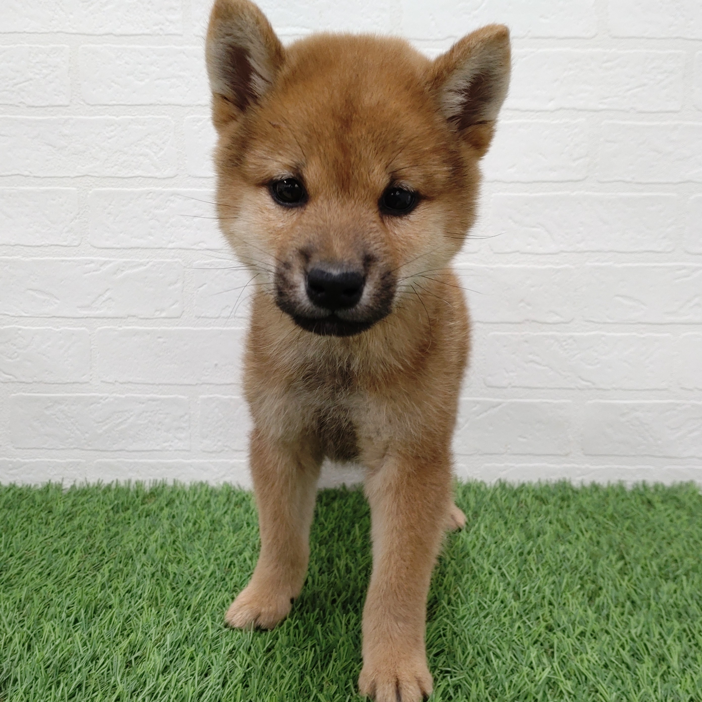 愛知県の柴犬(標準サイズ) (ワンニャンハウス津島店/2025年8月30日生まれ/男の子/赤)の子犬の1枚目の画像