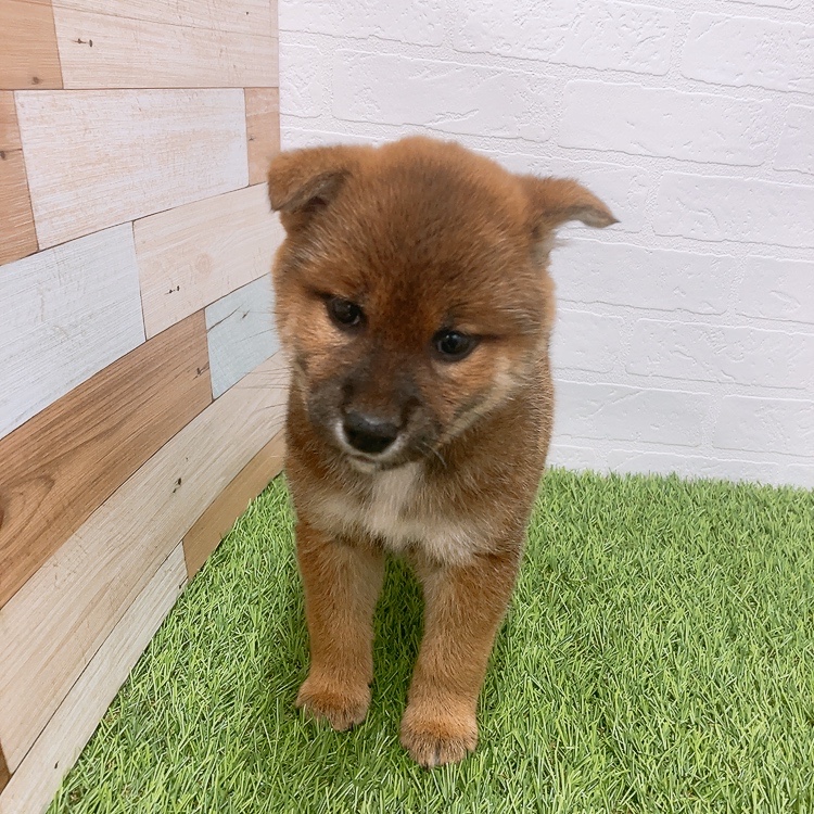 愛知県の柴犬(標準サイズ) (ワンニャンハウス津島店/2026年3月2日生まれ/女の子/赤)の子犬の2枚目の画像