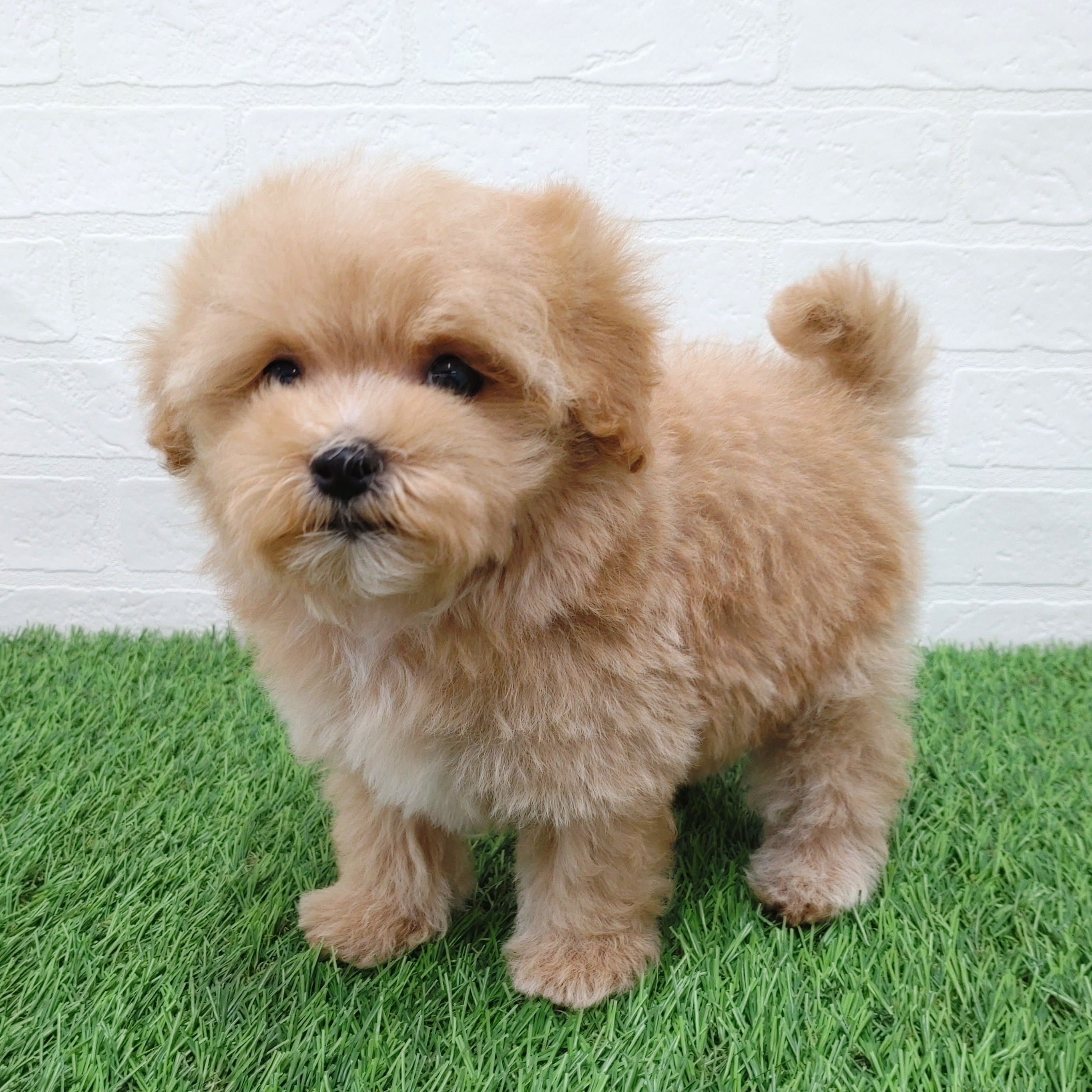 愛知県のマルプー(マルチーズ×プードル) (ワンニャンハウス津島店/2025年11月1日生まれ/男の子/クリーム)の子犬の2枚目の画像