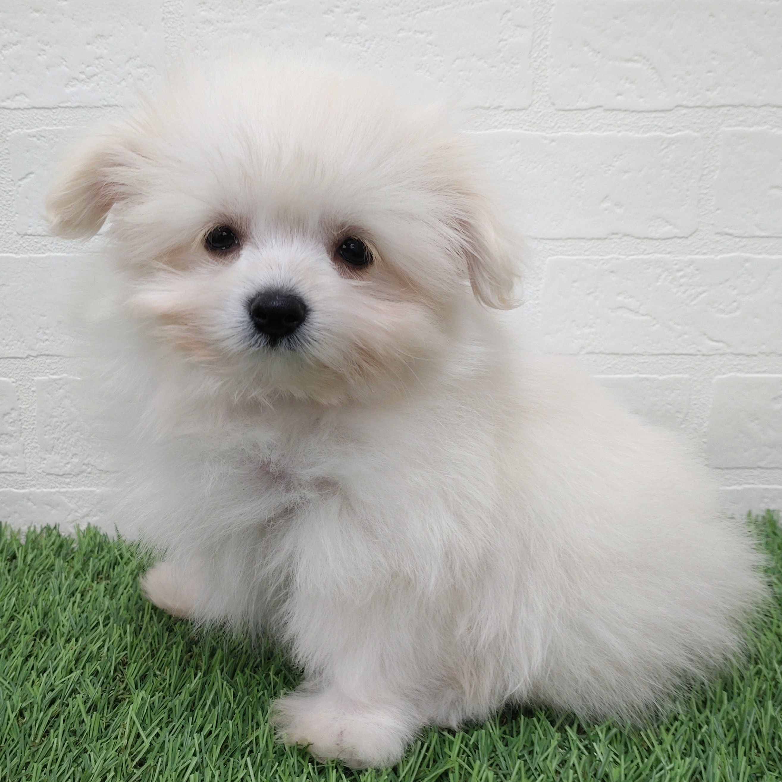 愛知県のチワマル/マルチワ(チワワ×マルチーズ) (ワンニャンハウス津島店/2025年8月27日生まれ/男の子/ホワイト)の子犬の4枚目の画像