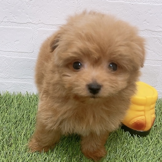 愛知県のハーフ犬・ミックス犬 (ワンニャンハウス津島店/2026年2月27日生まれ/男の子/レッド)の子犬の2枚目の画像