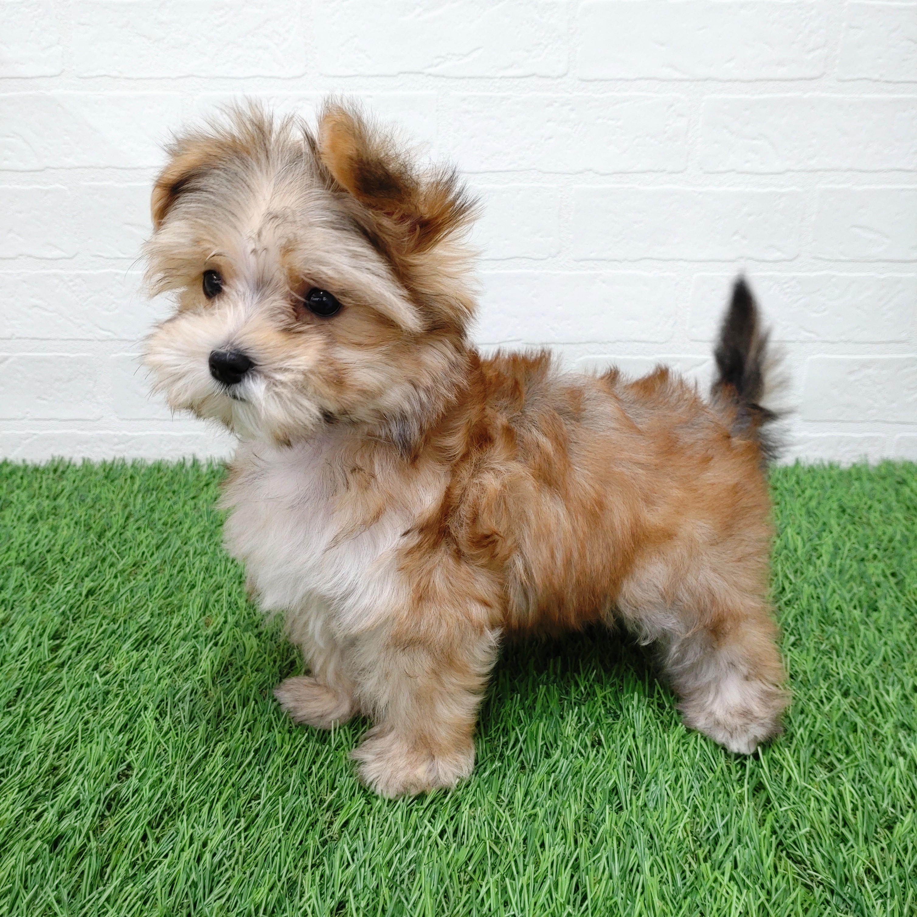 愛知県のマルキー/マルヨーキー(マルチーズ×ヨークシャーテリア) (ワンニャンハウス津島店/2025年10月26日生まれ/女の子/セーブル)の子犬の2枚目の画像