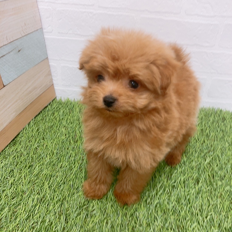 愛知県のハーフ犬・ミックス犬 (ワンニャンハウス津島店/2026年2月27日生まれ/男の子/レッド)の子犬の3枚目の画像