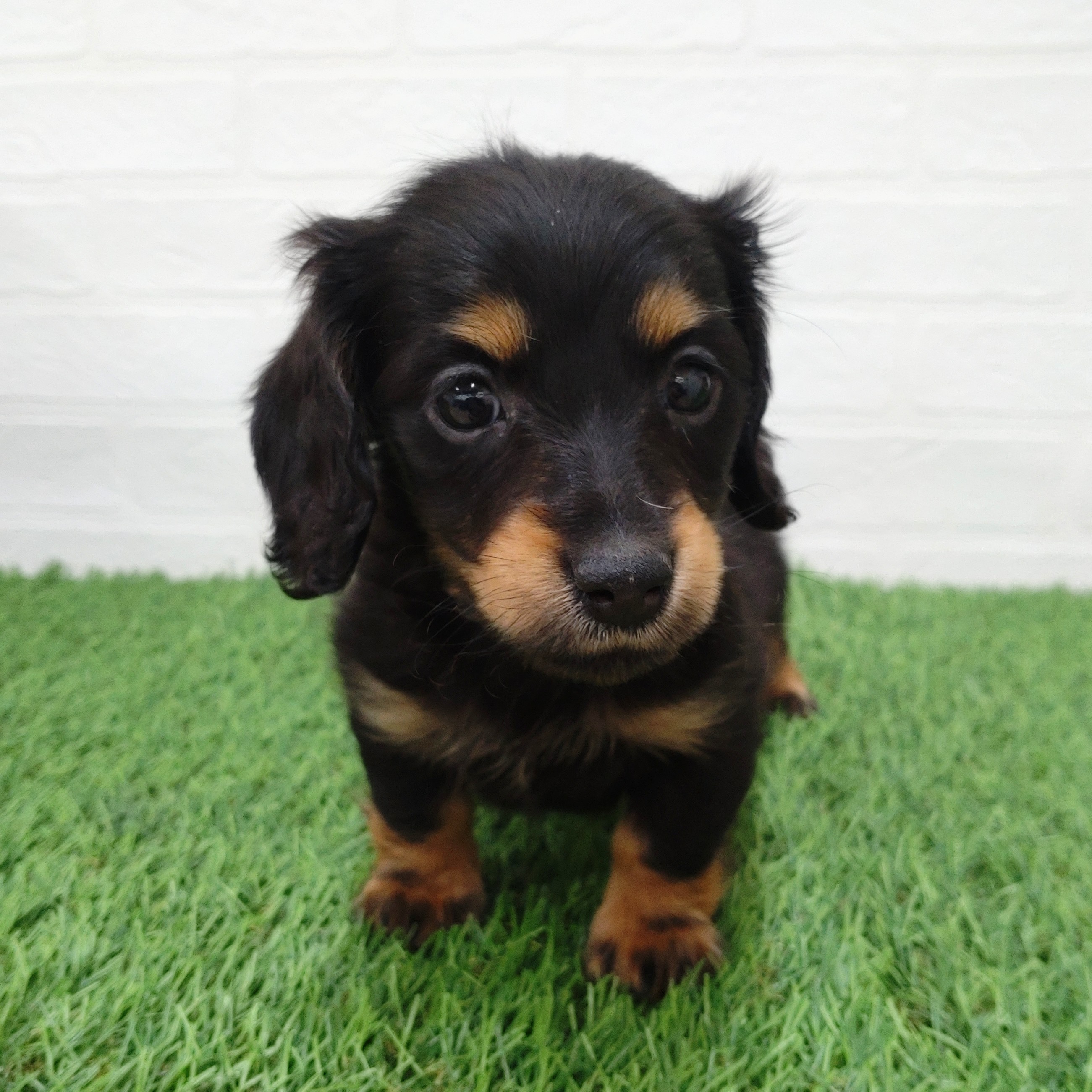 愛知県のミニチュアダックスフンド(ロング) (ワンニャンハウス津島店/2025年11月23日生まれ/女の子/ブラックタン)の子犬の3枚目の画像