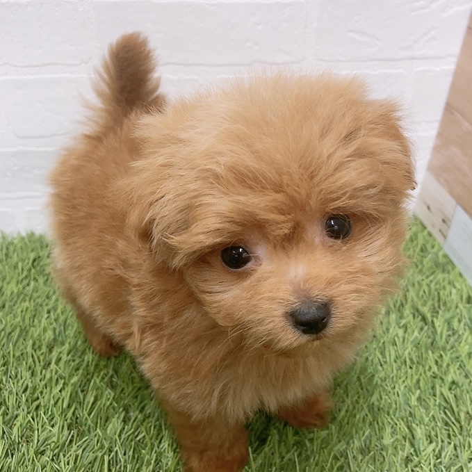 愛知県のハーフ犬・ミックス犬 (ワンニャンハウス津島店/2026年2月27日生まれ/男の子/レッド)の子犬の1枚目の画像