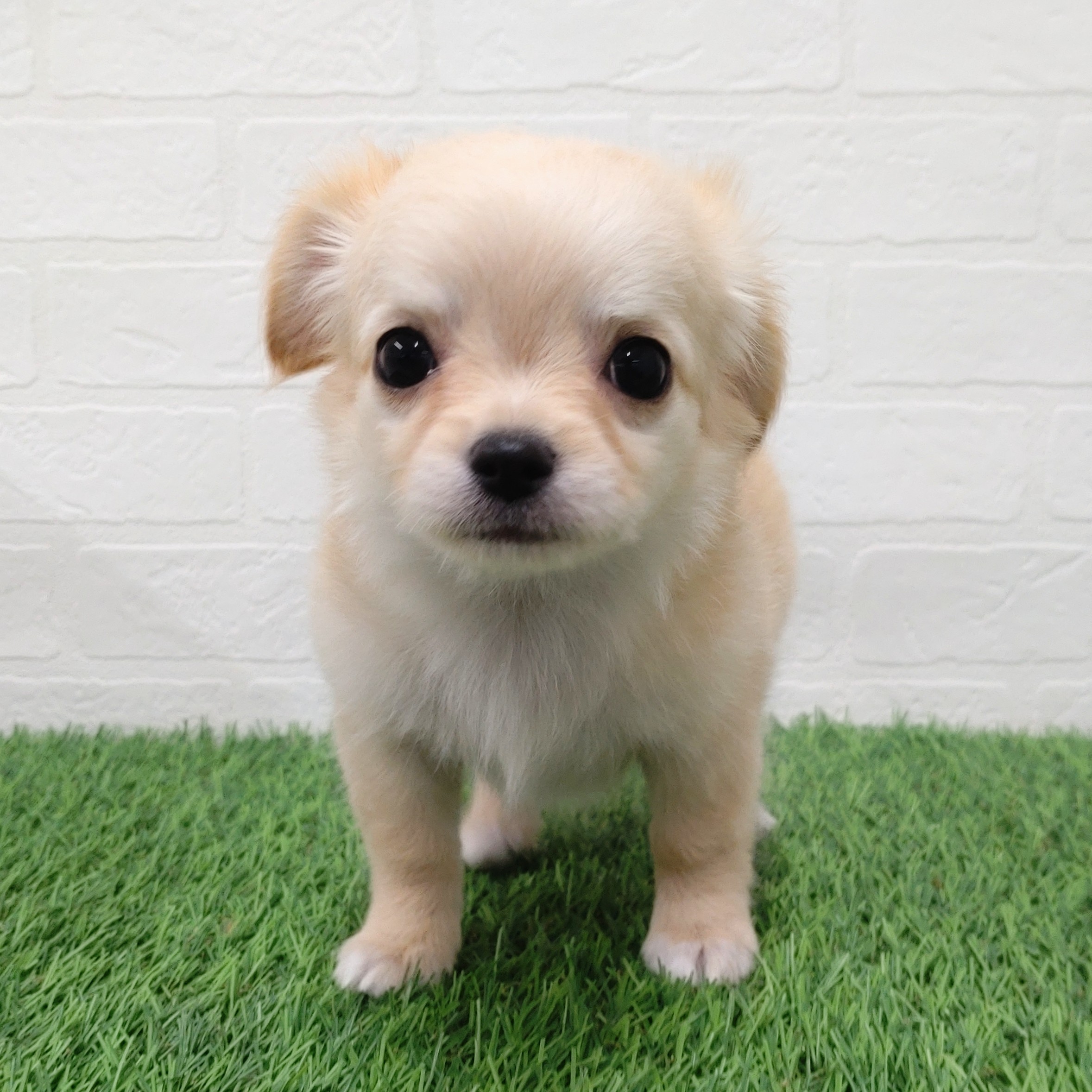 愛知県のチワワ(ロング) (ワンニャンハウス津島店/2025年11月2日生まれ/男の子/クリーム)の子犬の1枚目の画像