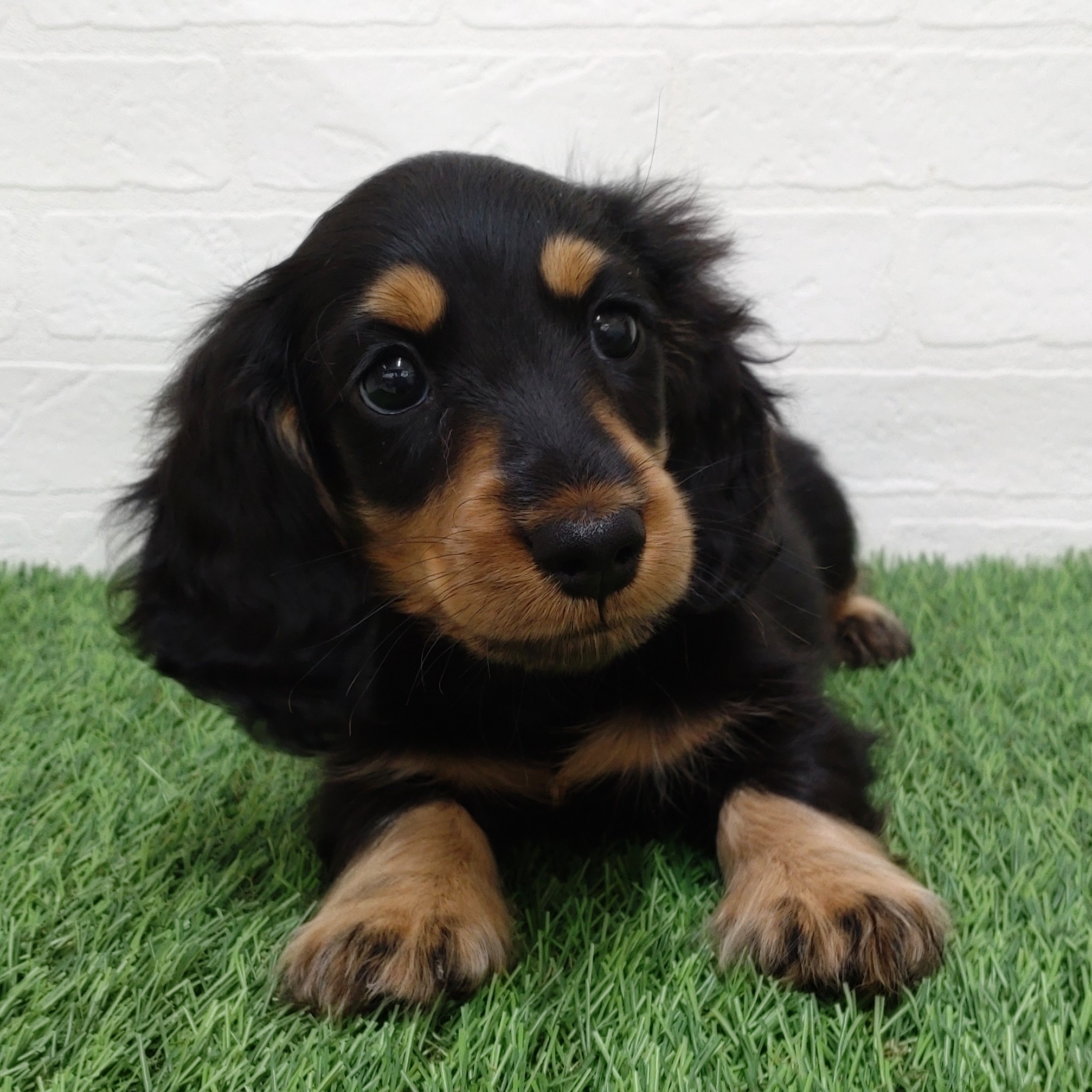 愛知県のミニチュアダックスフンド(ロング) (ワンニャンハウス津島店/2025年10月18日生まれ/男の子/ブラックタン)の子犬の3枚目の画像