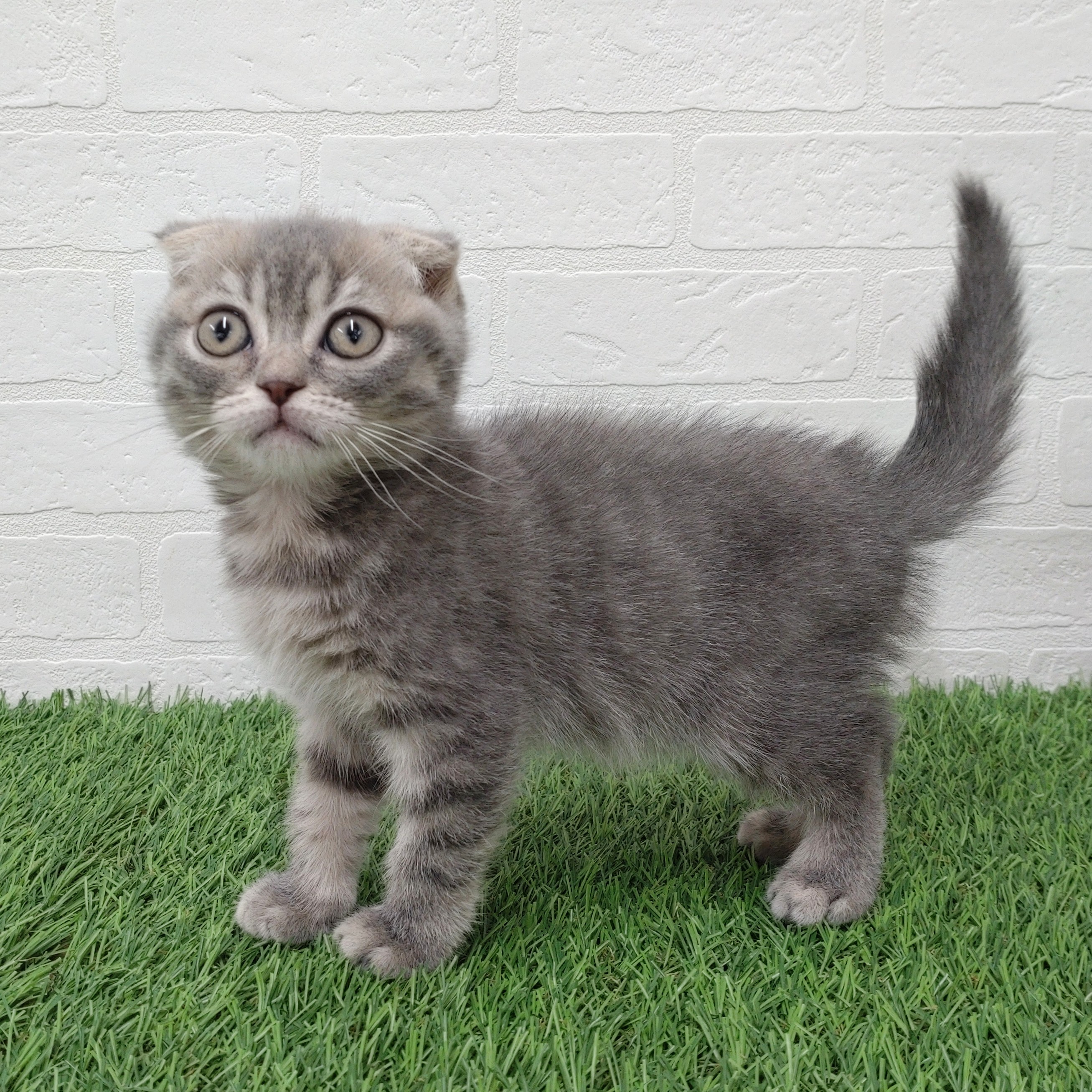 愛知県のスコティッシュフォールド (ワンニャンハウス津島店/2025年12月10日生まれ/女の子/ブルータビーホワイト)の子猫の4枚目の画像