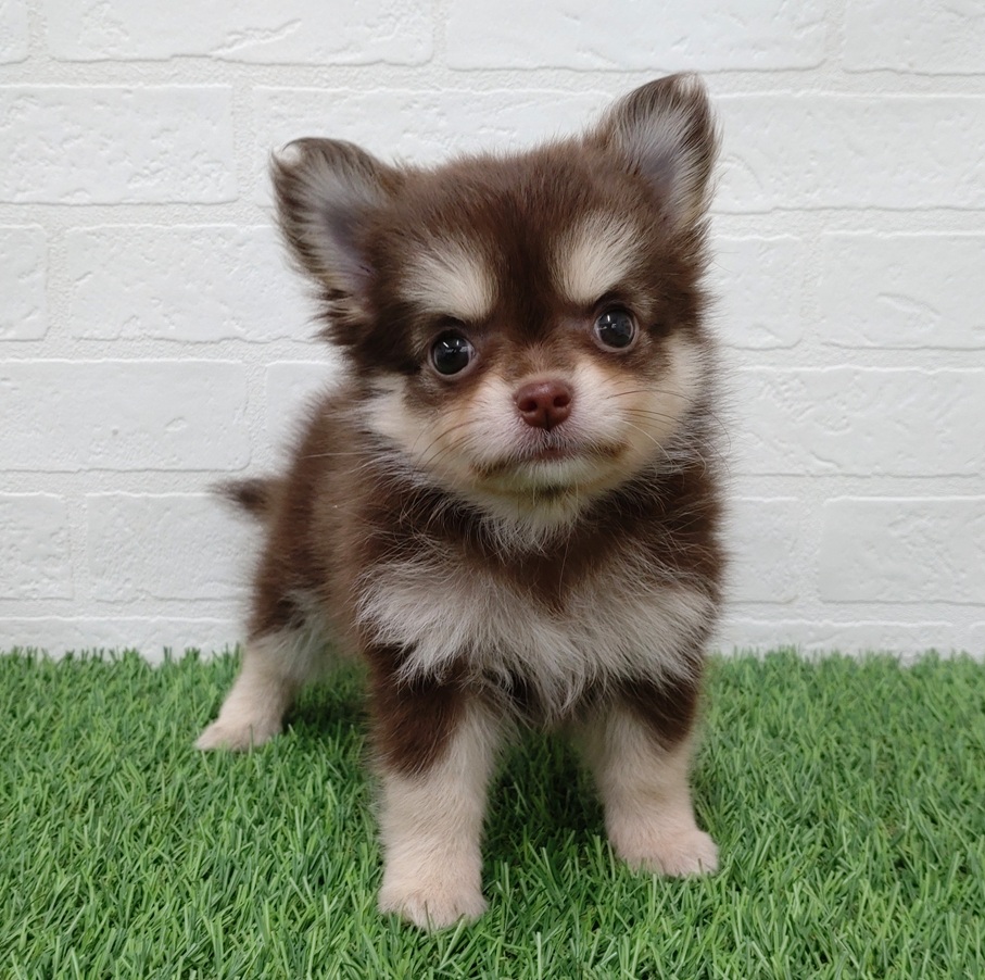 愛知県のハーフ犬・ミックス犬 (ワンニャンハウス津島店/2025年7月31日生まれ/女の子/チョコレートクリーム)の子犬の1枚目の画像