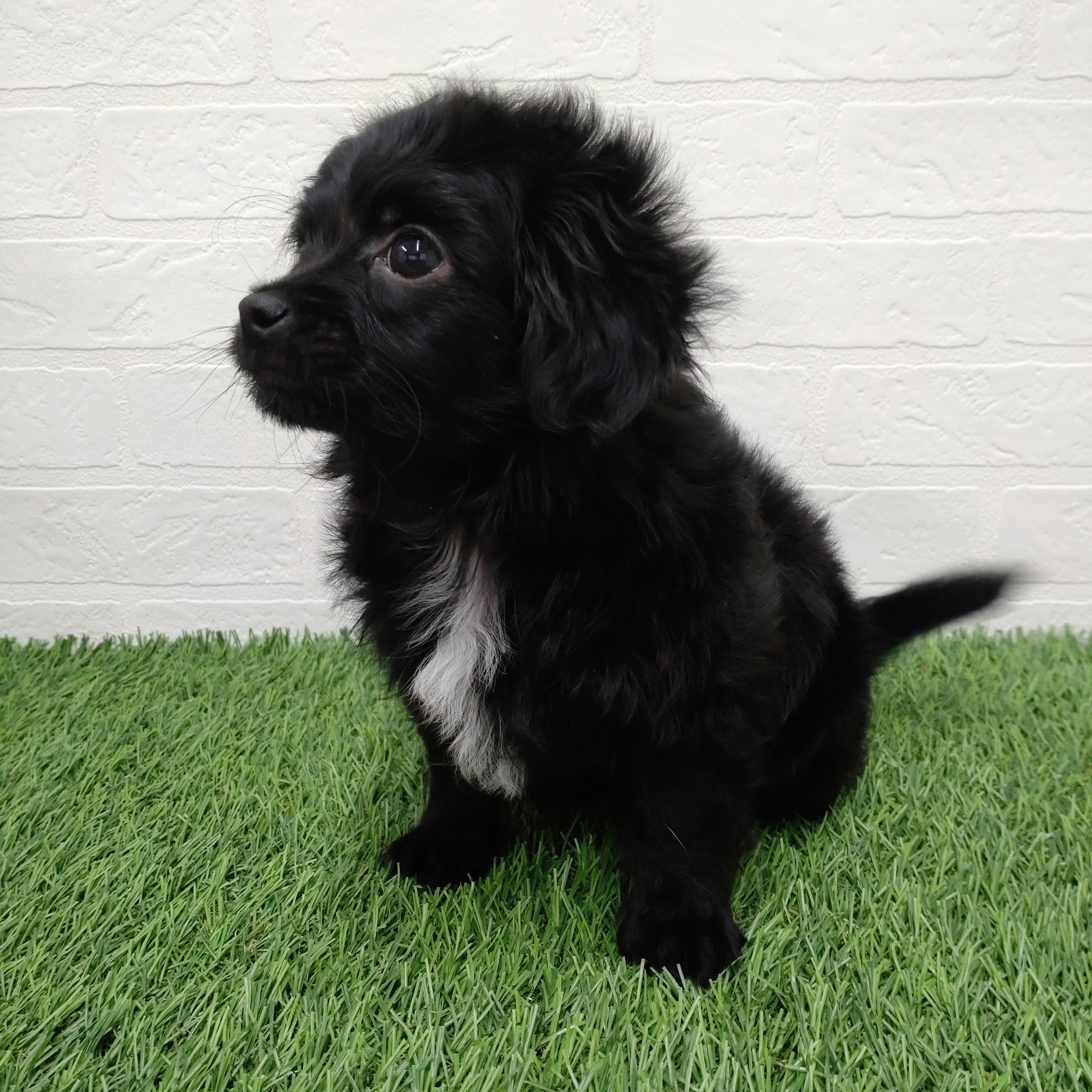 愛知県のチワプー/プーチー(チワワ×プードル) (ワンニャンハウス津島店/2025年12月13日生まれ/男の子/ブラックホワイト)の子犬の4枚目の画像