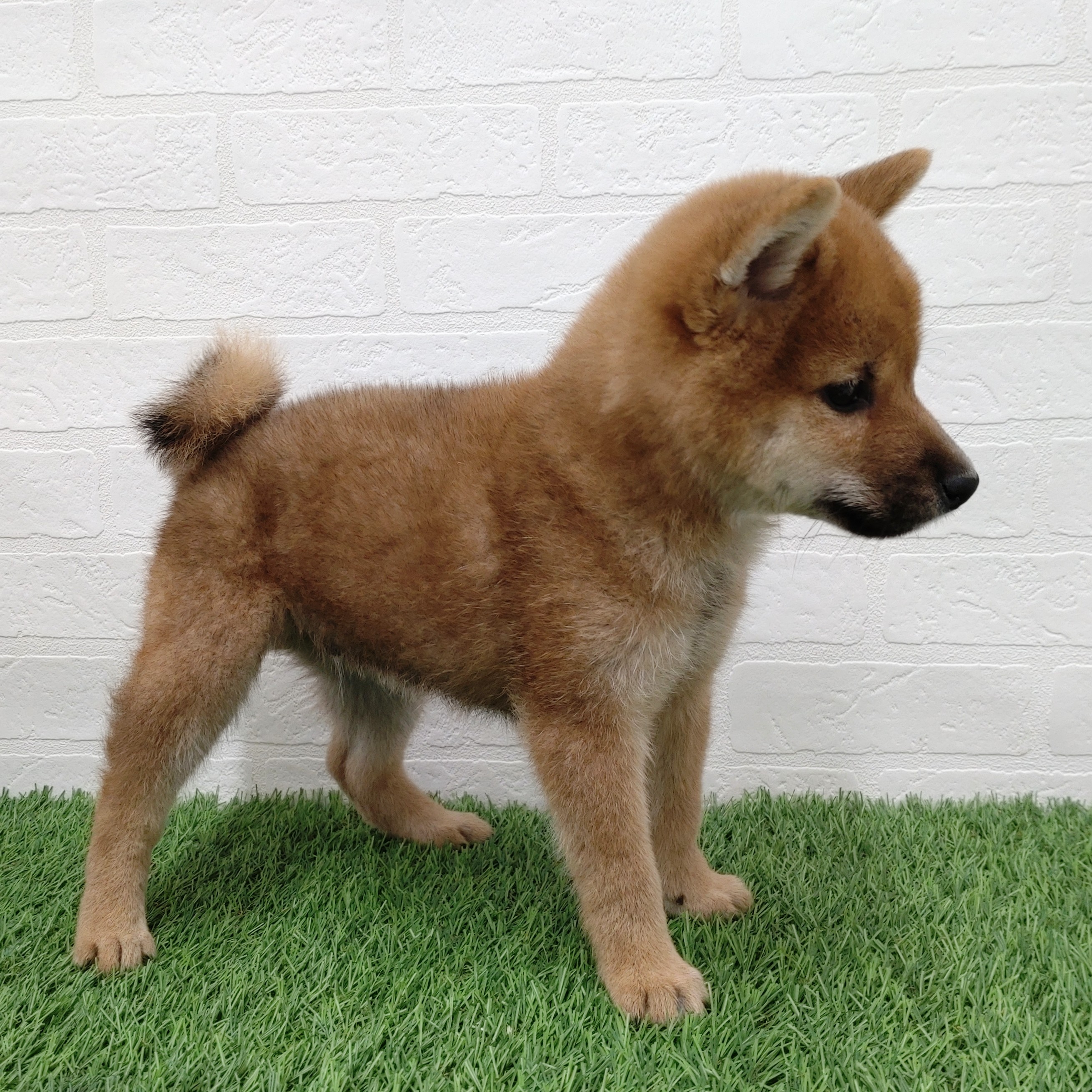 愛知県の柴犬(標準サイズ) (ワンニャンハウス津島店/2025年8月30日生まれ/男の子/赤)の子犬の2枚目の画像