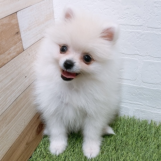 愛知県のポメラニアン (ワンニャンハウス津島店/2026年3月5日生まれ/女の子/クリーム)の子犬の4枚目の画像