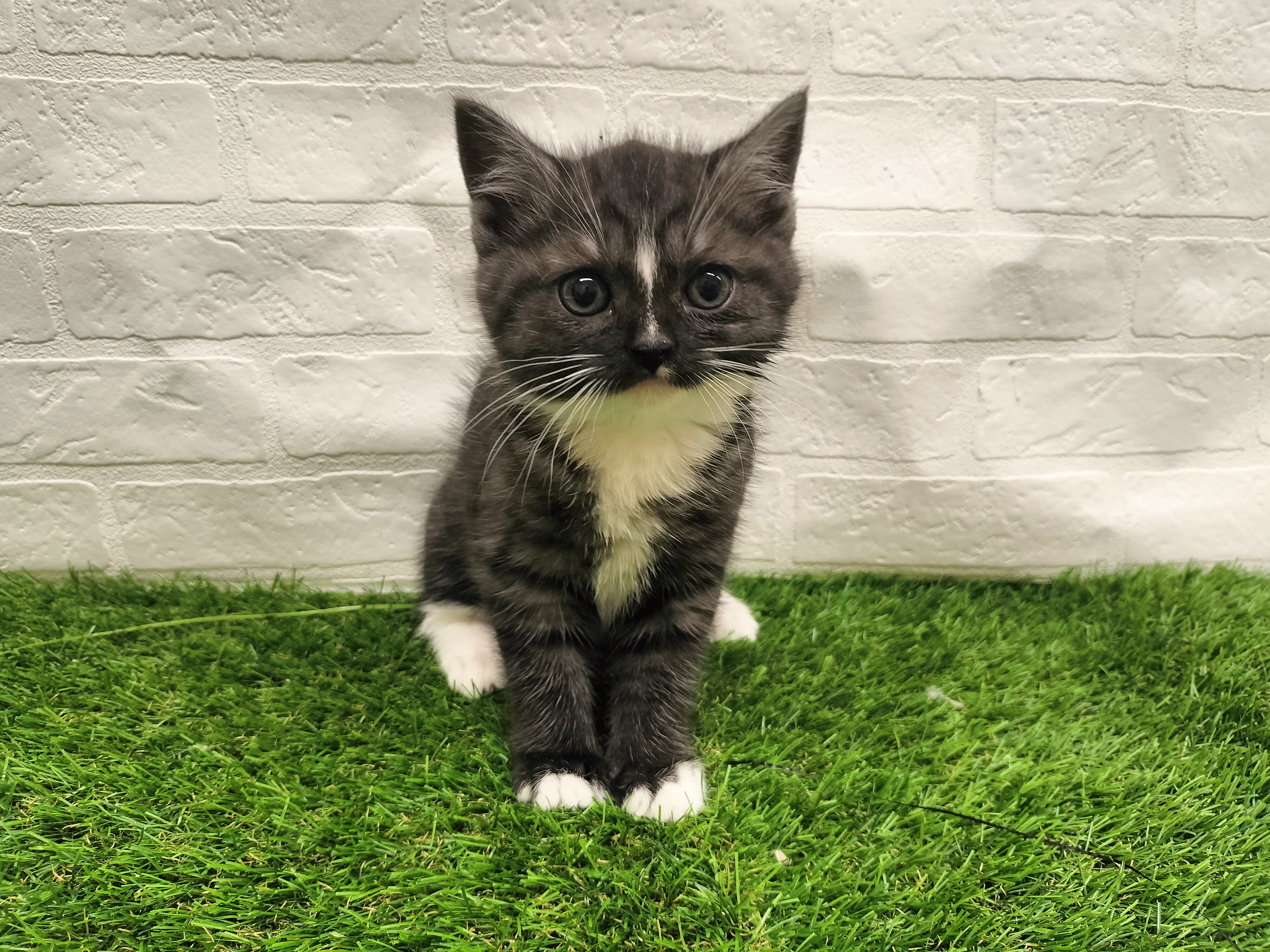 埼玉県のマンチカン (ワンニャンハウス戸田公園店/2025年12月8日生まれ/女の子/ブラックスモークホワイト)の子猫の1枚目の画像