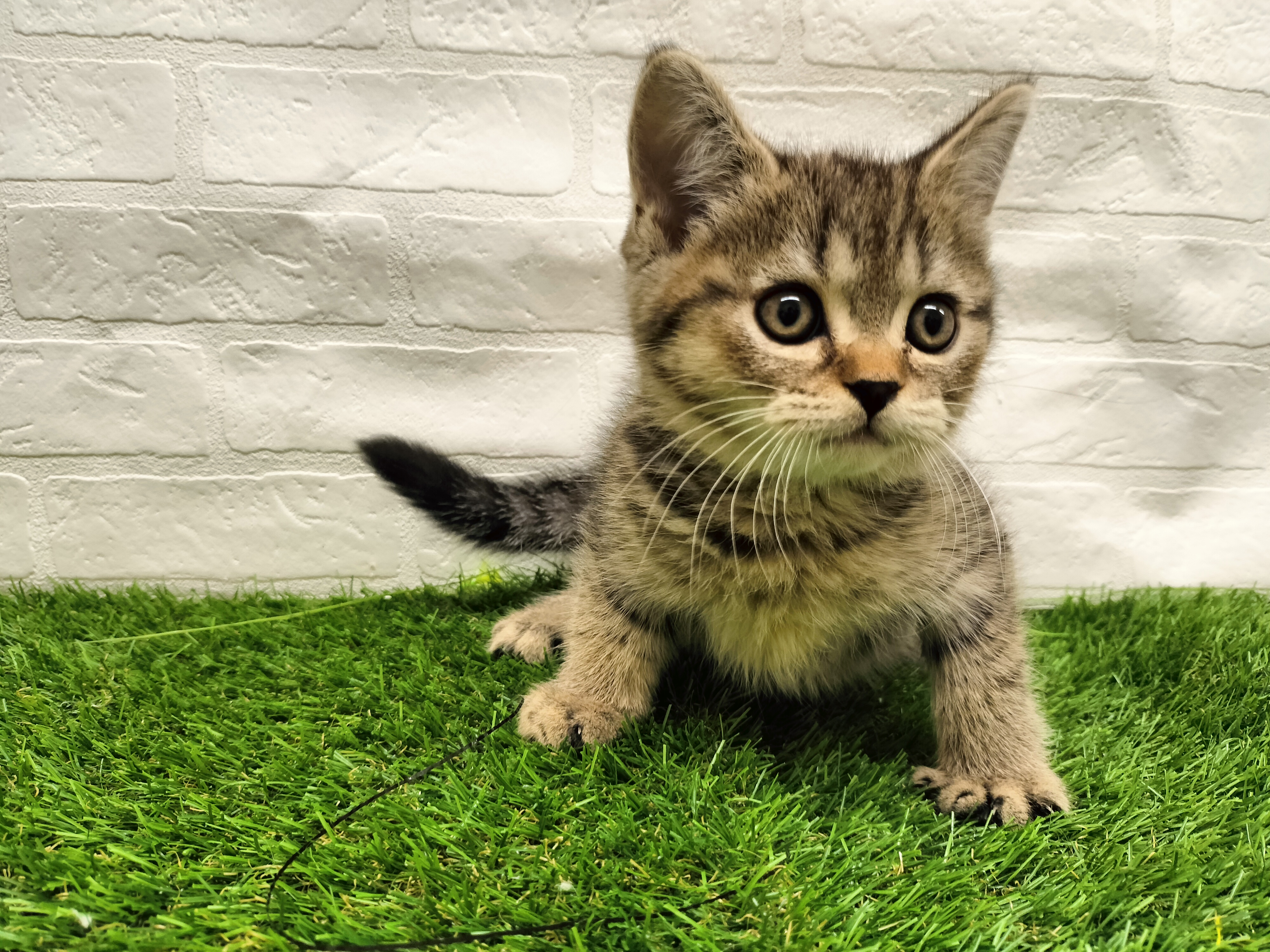 埼玉県のミヌエット (ワンニャンハウス戸田公園店/2025年10月9日生まれ/男の子/ブラウンタビー)の子猫の2枚目の画像