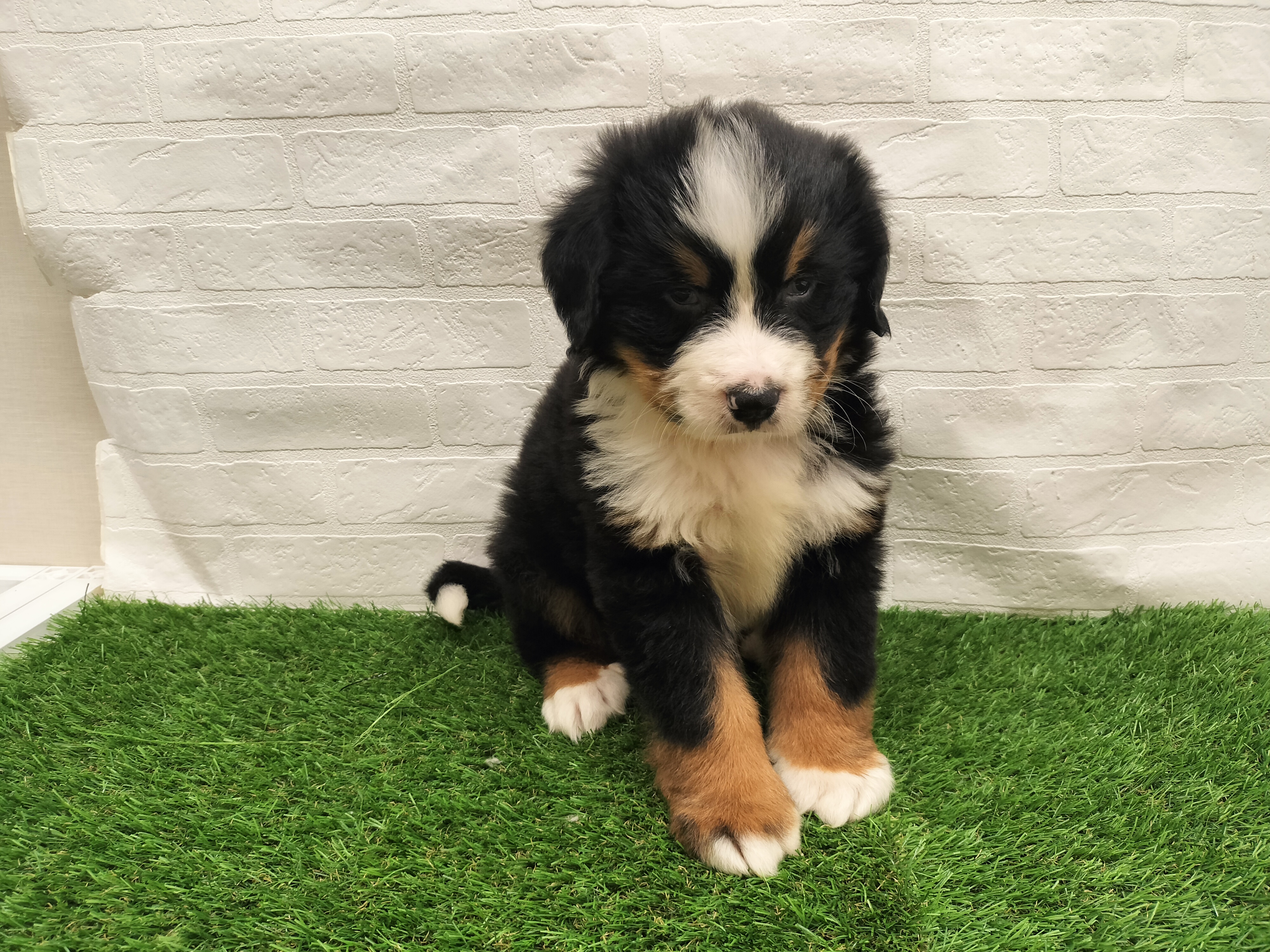 埼玉県のバーニーズマウンテンドッグ (ワンニャンハウス戸田公園店/2025年12月13日生まれ/男の子/ブラックラストホワイト)の子犬の1枚目の画像