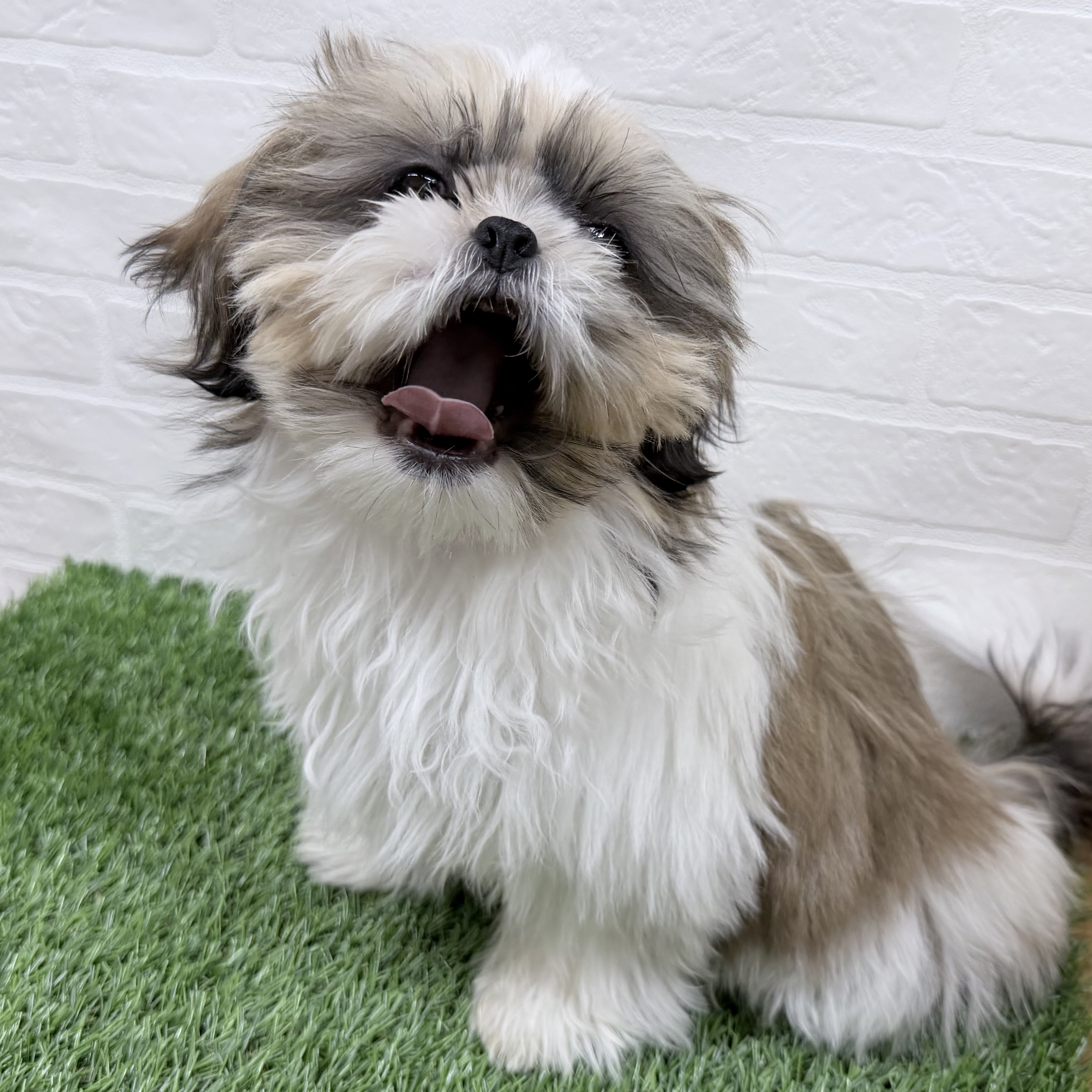 東京都のシーズー (ワンニャンハウス豊島5丁目店/2025年9月9日生まれ/女の子/ホワイトゴールド)の子犬の4枚目の画像